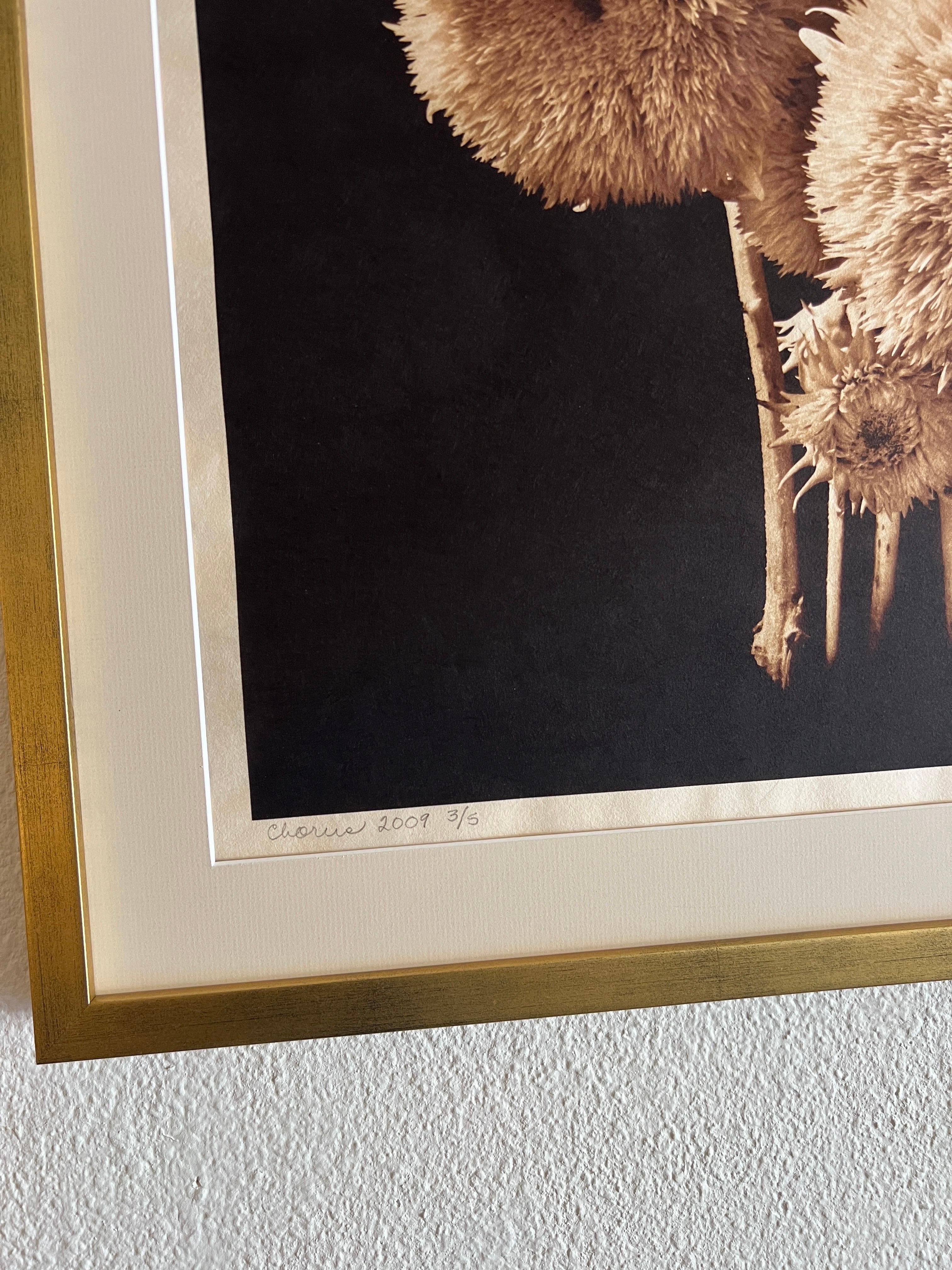 Coro, fotografía contemporánea de botánica. - Still-Life Photograph Marrón de Reenie Barrow