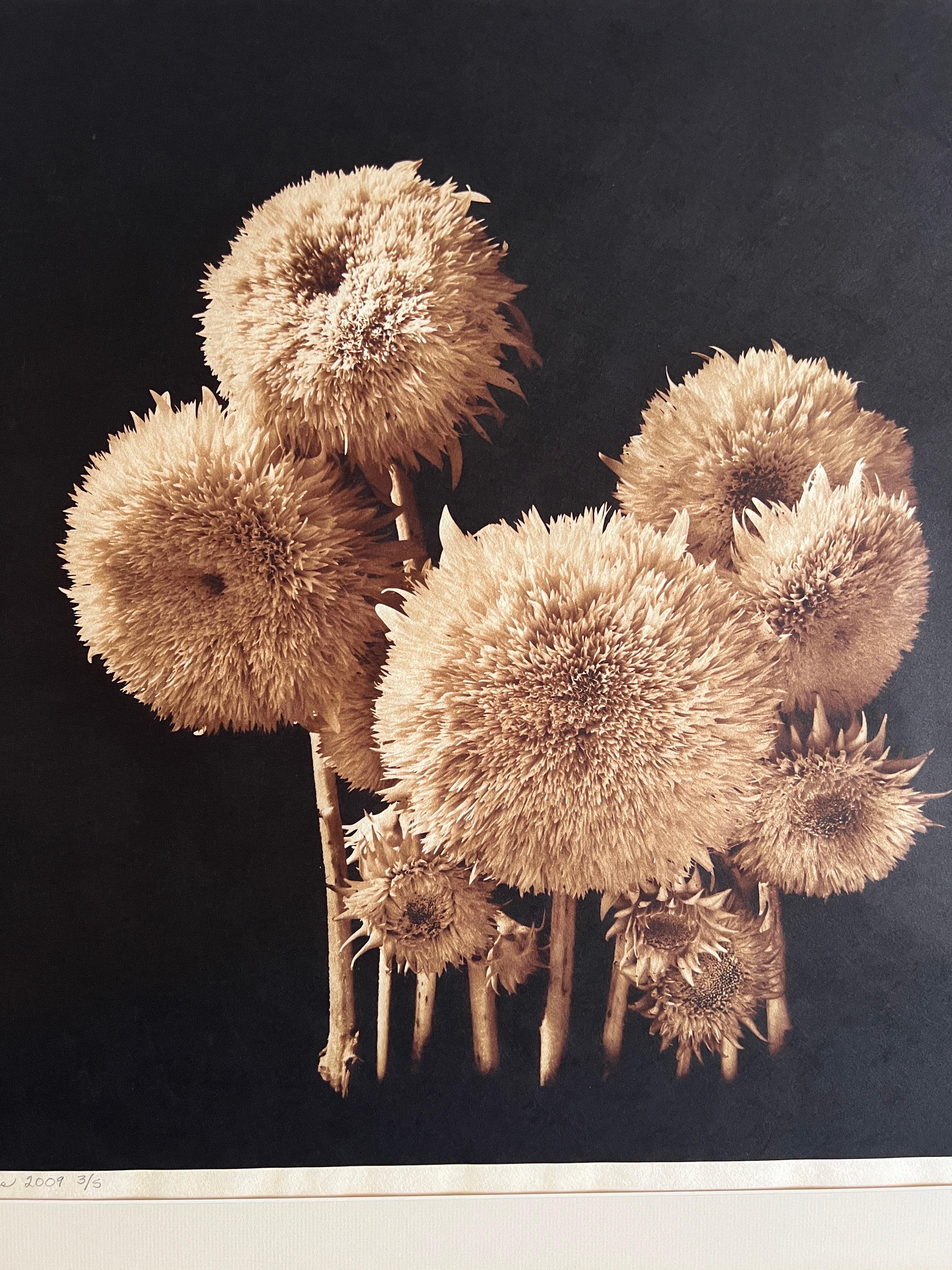 Coro, fotografía contemporánea de botánica. en venta 1
