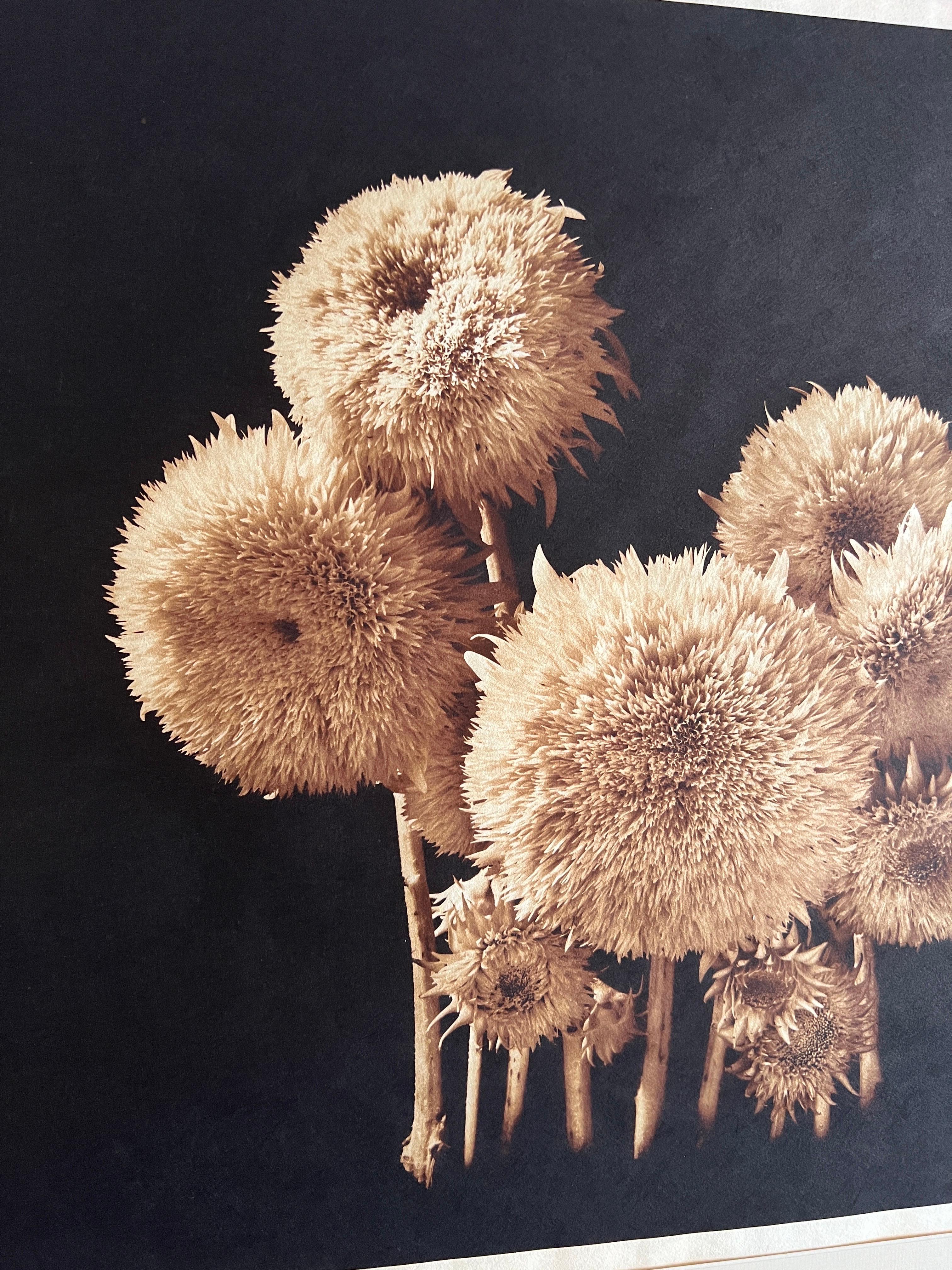 Coro, fotografía contemporánea de botánica. en venta 2