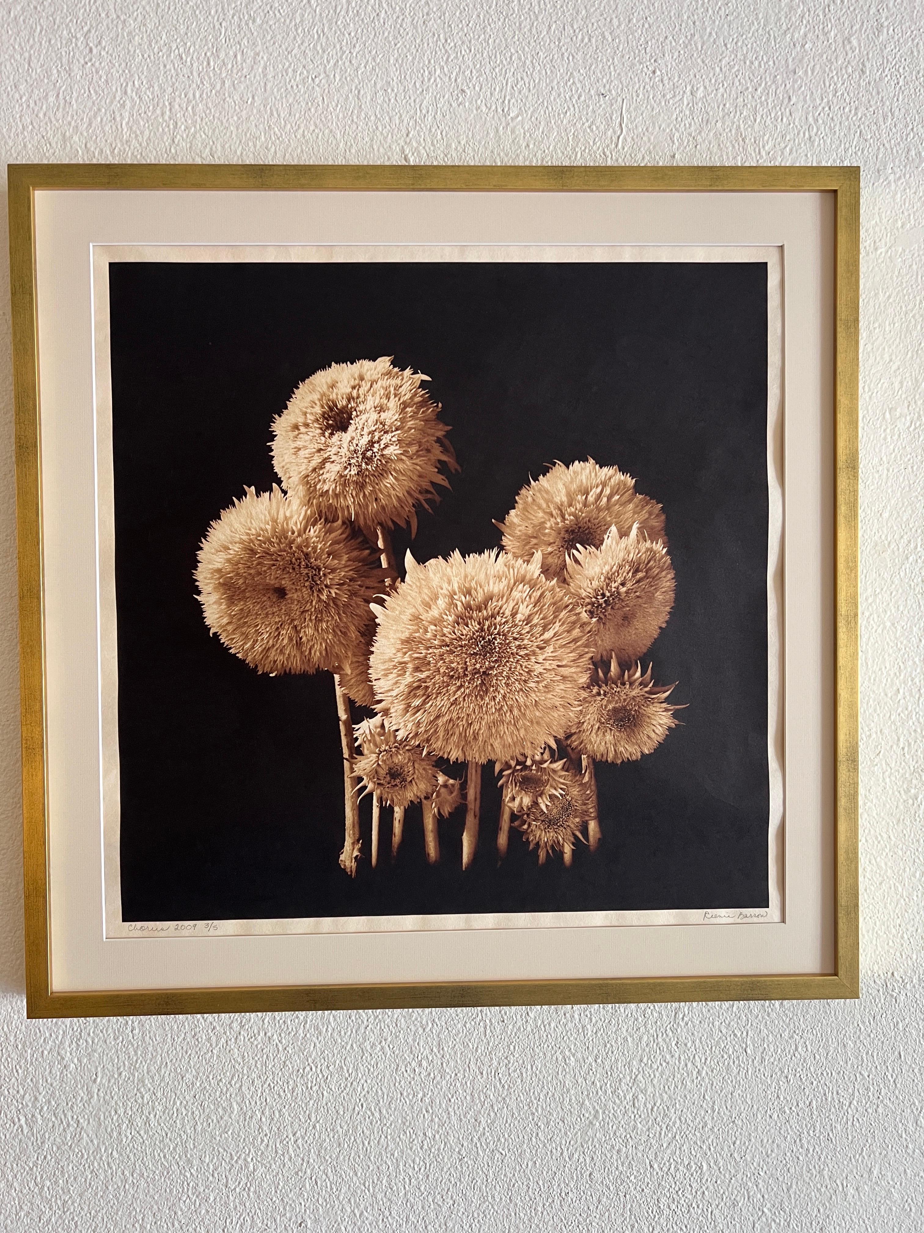Coro, fotografía contemporánea de botánica. en venta 3