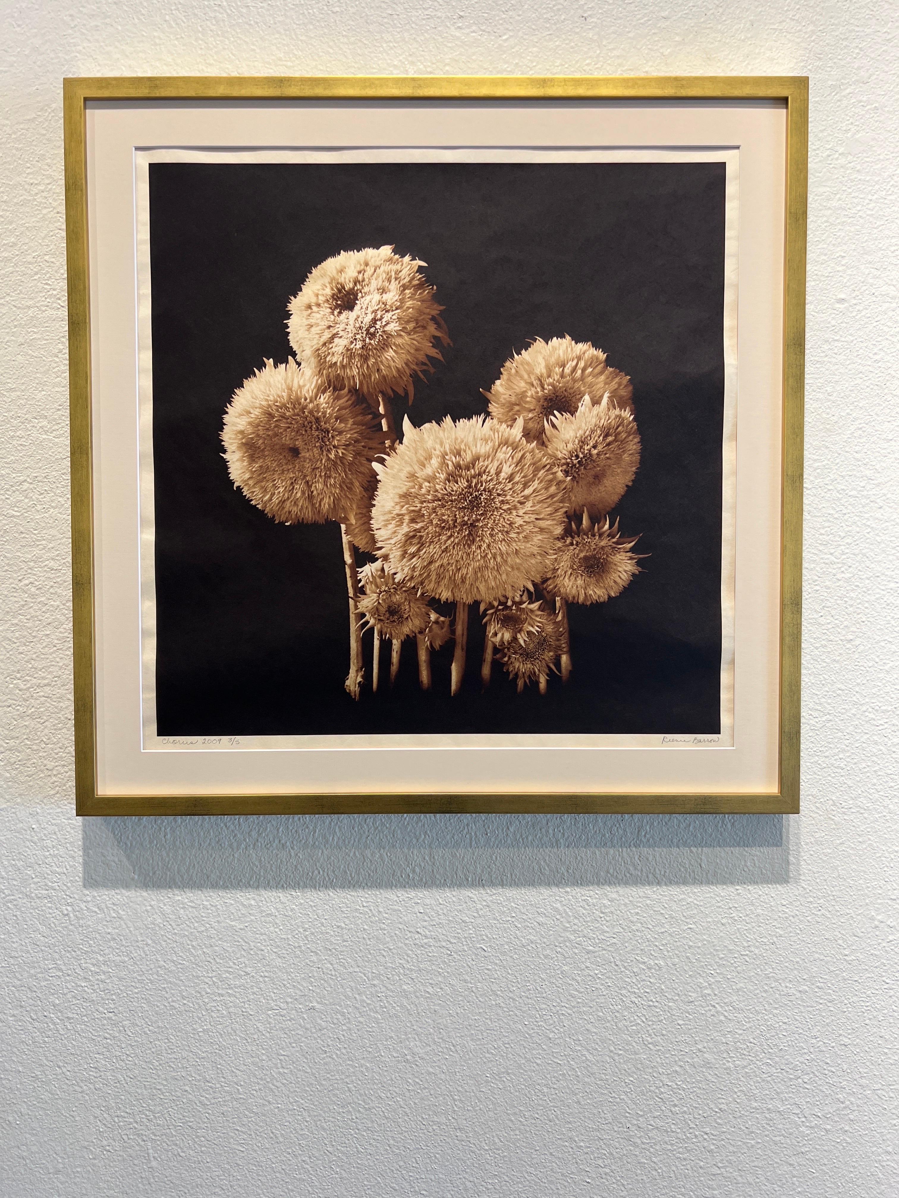 Coro, fotografía contemporánea de botánica. en venta 4