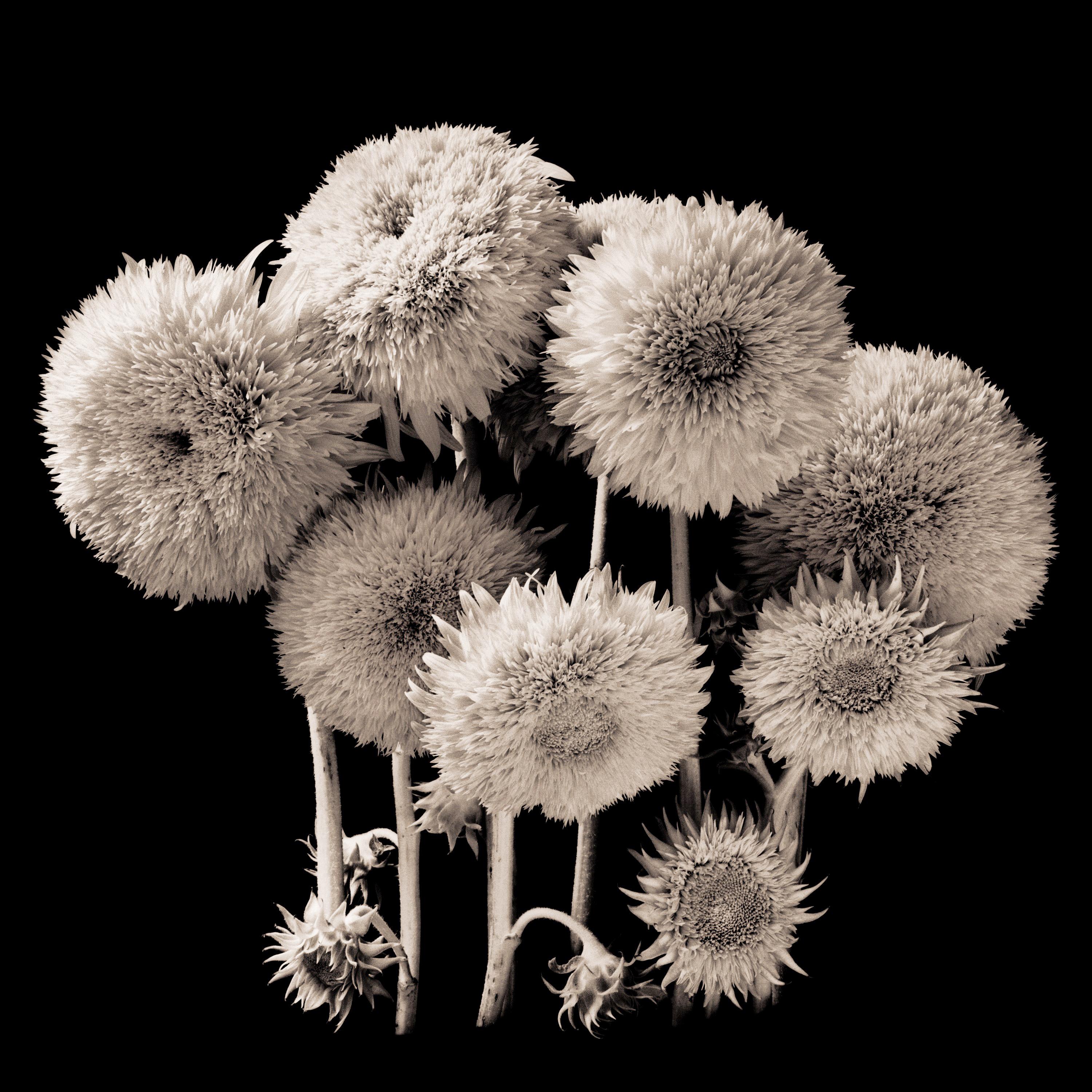 Still-Life Photograph de Reenie Barrow - Coro, fotografía contemporánea de botánica.