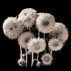 Chorale, photographie contemporaine de Botanica.