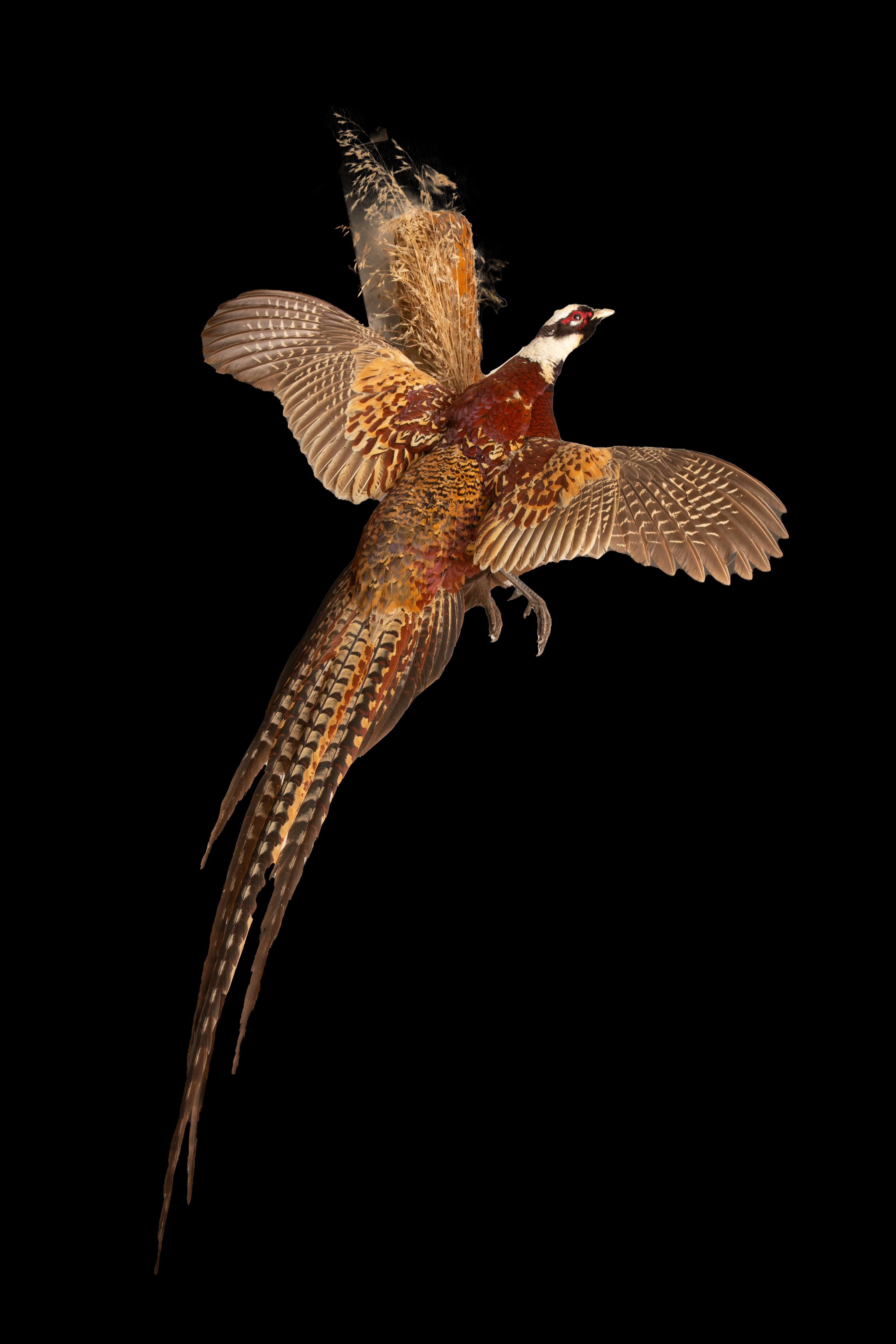 a majestic avian marvel hailing from the verdant forests of central and western China. Distinguished by its exquisite plumage, this enchanting bird captivates with a regal aura and captivating allure.

The male Reeves's Pheasant, or cock, boasts a