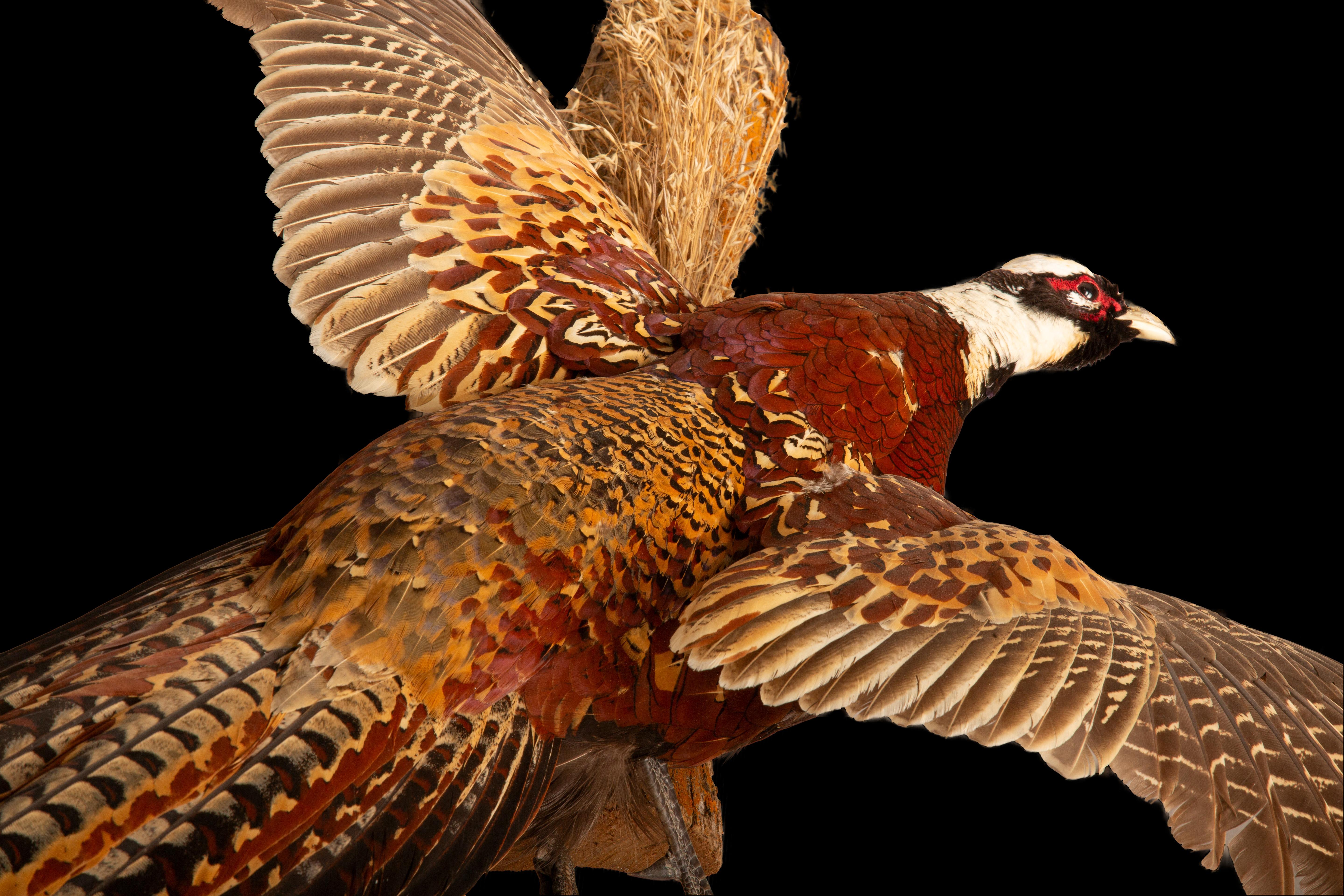Central Asian Reeves Necked Pheasant