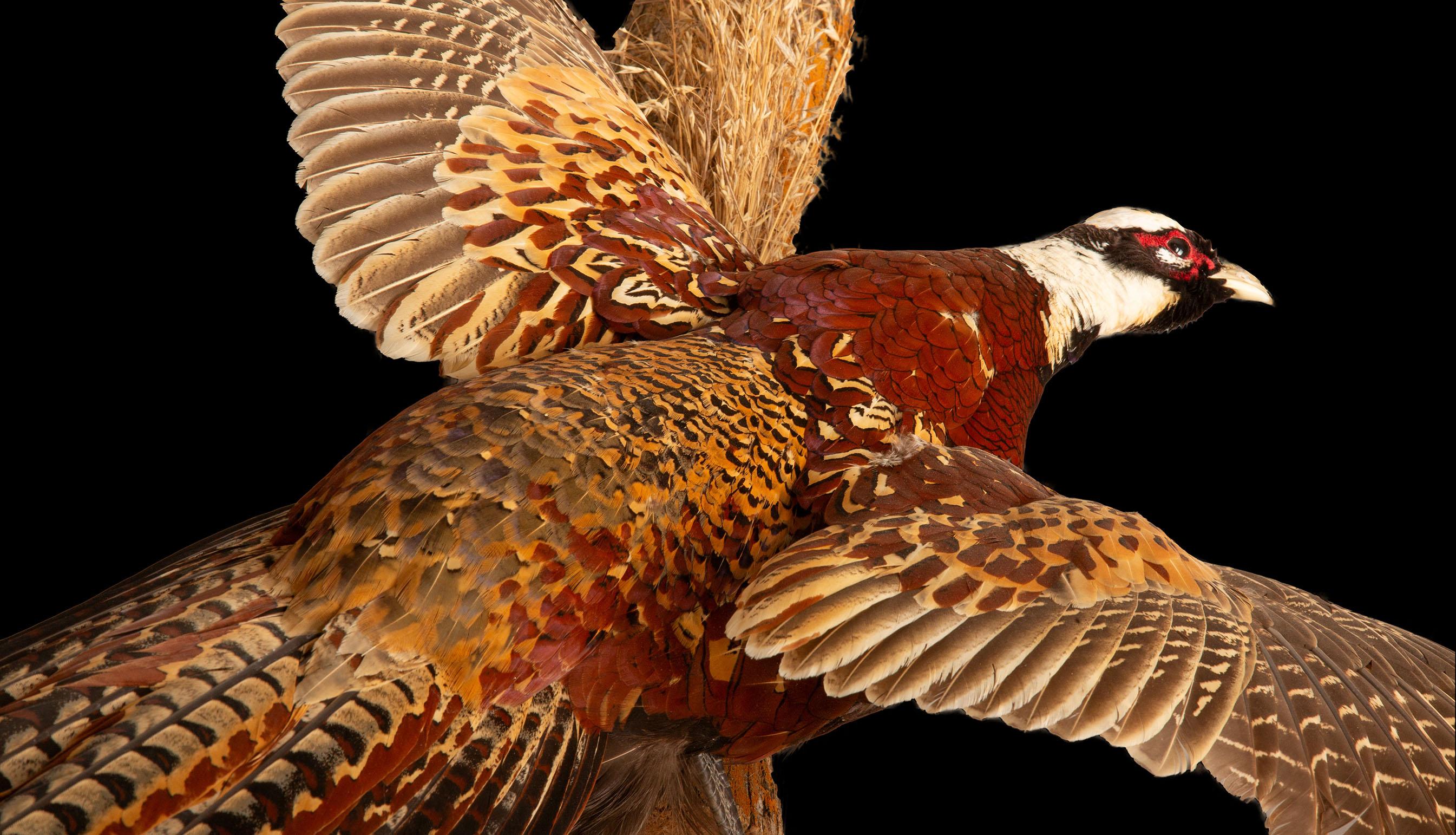 Reeves Necked Pheasant In New Condition In New York, NY