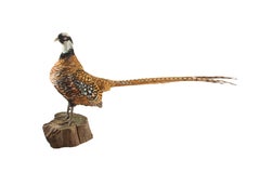 Reeves Pheasant Taxidermy Specimen — Syrmaticus reevesii