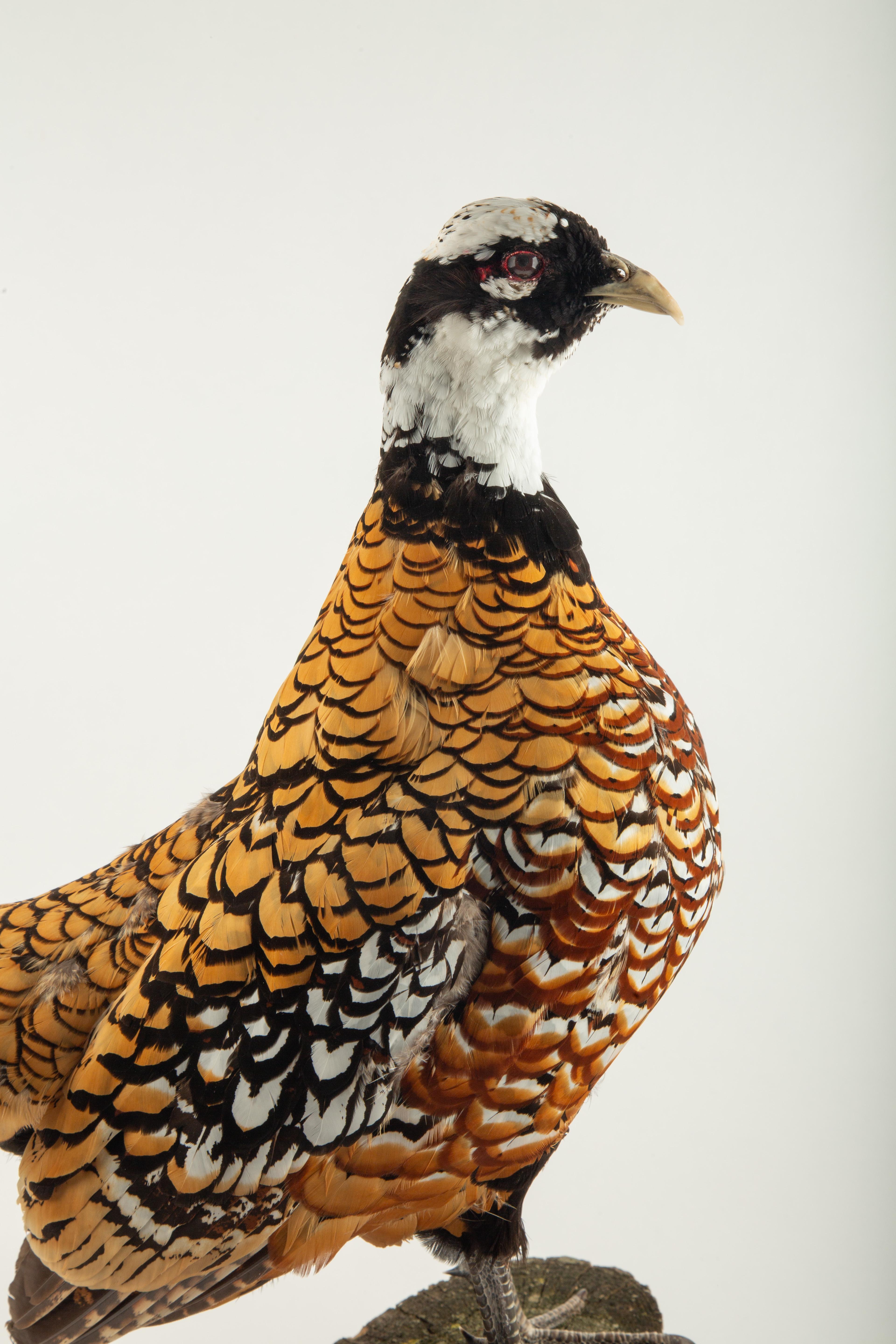 Americano Reeves Pheasant Taxidermy Specimen — Syrmaticus reevesii in vendita