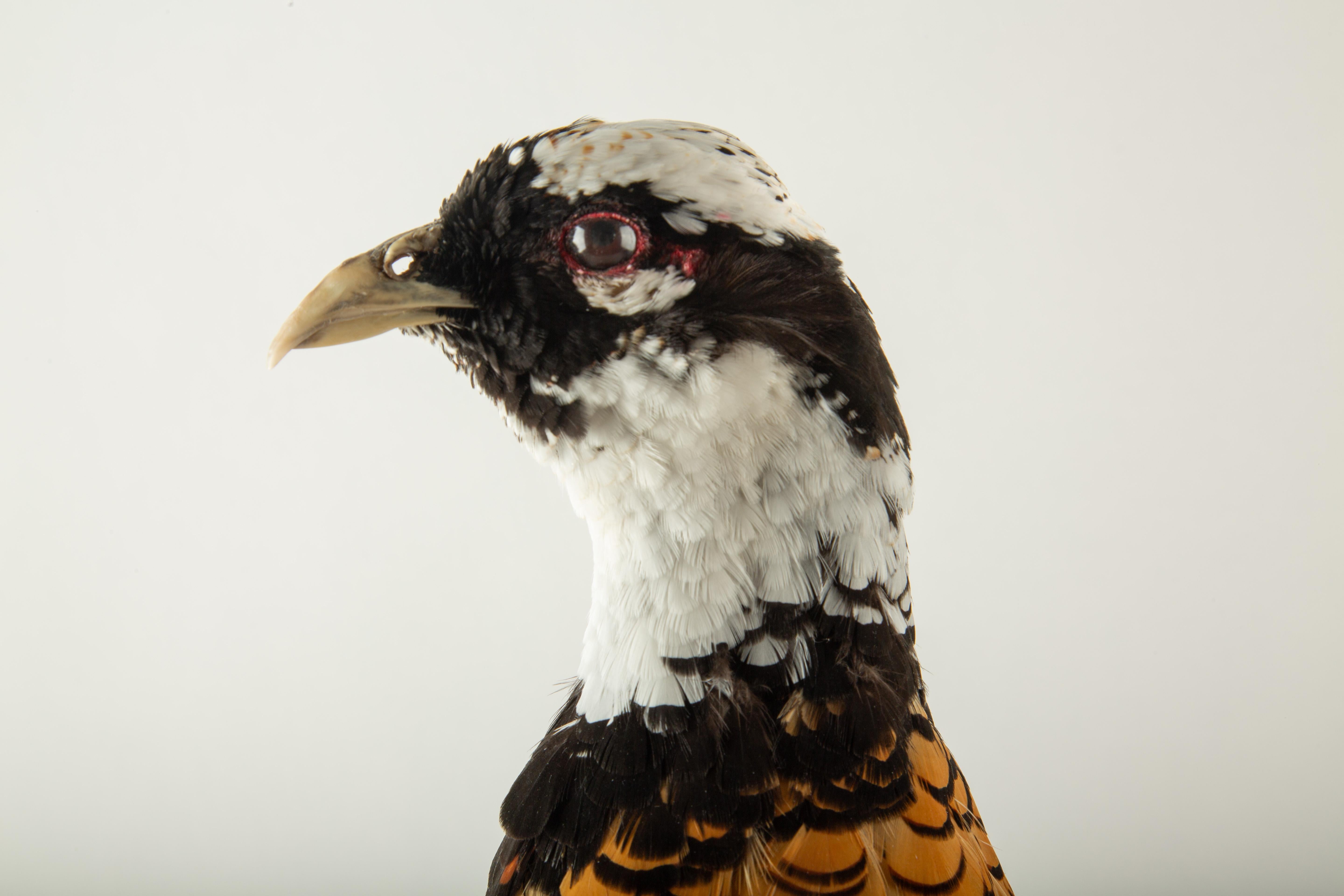Reeves Pheasant Taxidermy Specimen — Syrmaticus reevesii In condizioni Nuovo in vendita a New York, NY