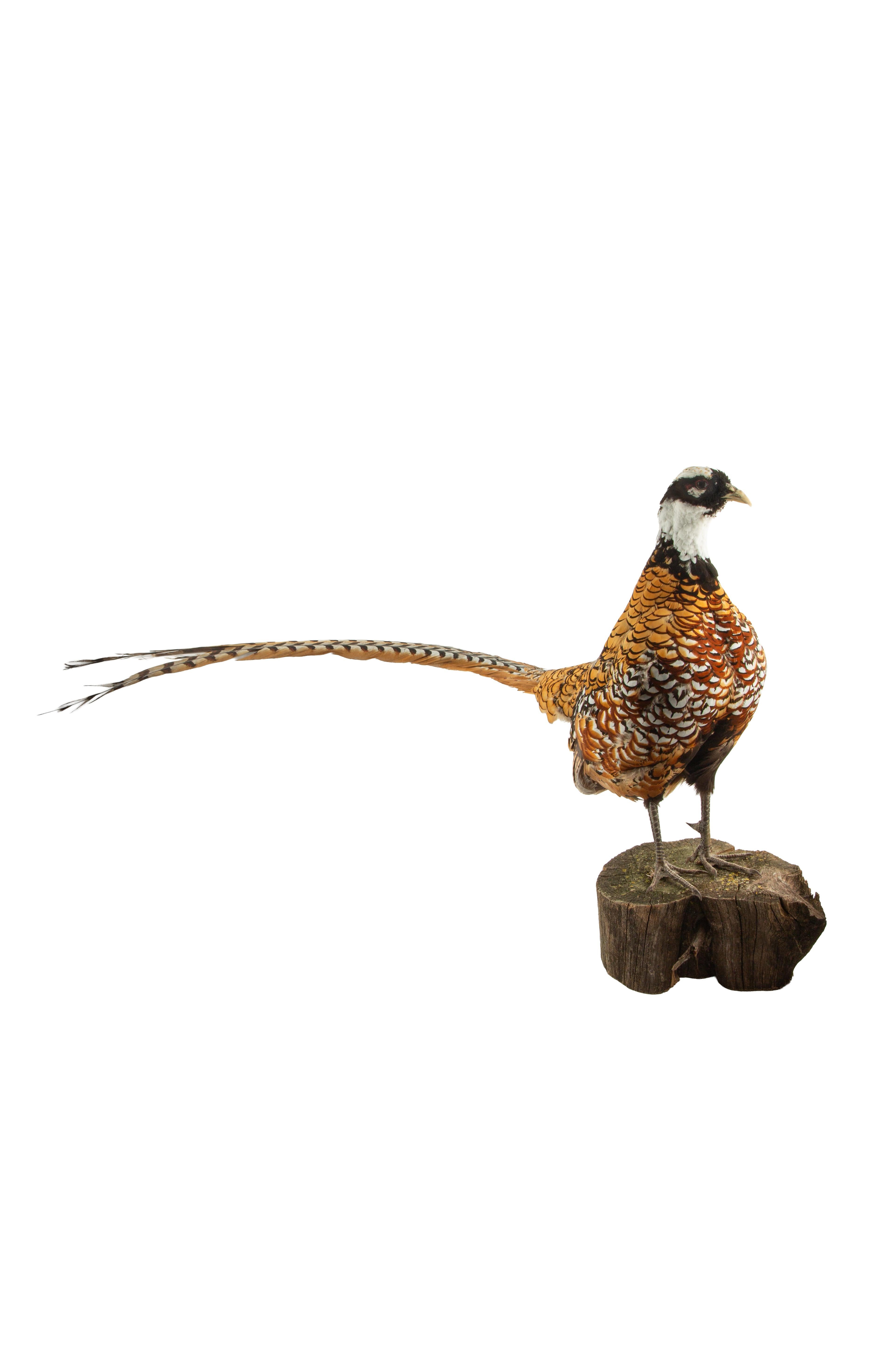 XXI secolo e contemporaneo Reeves Pheasant Taxidermy Specimen — Syrmaticus reevesii in vendita