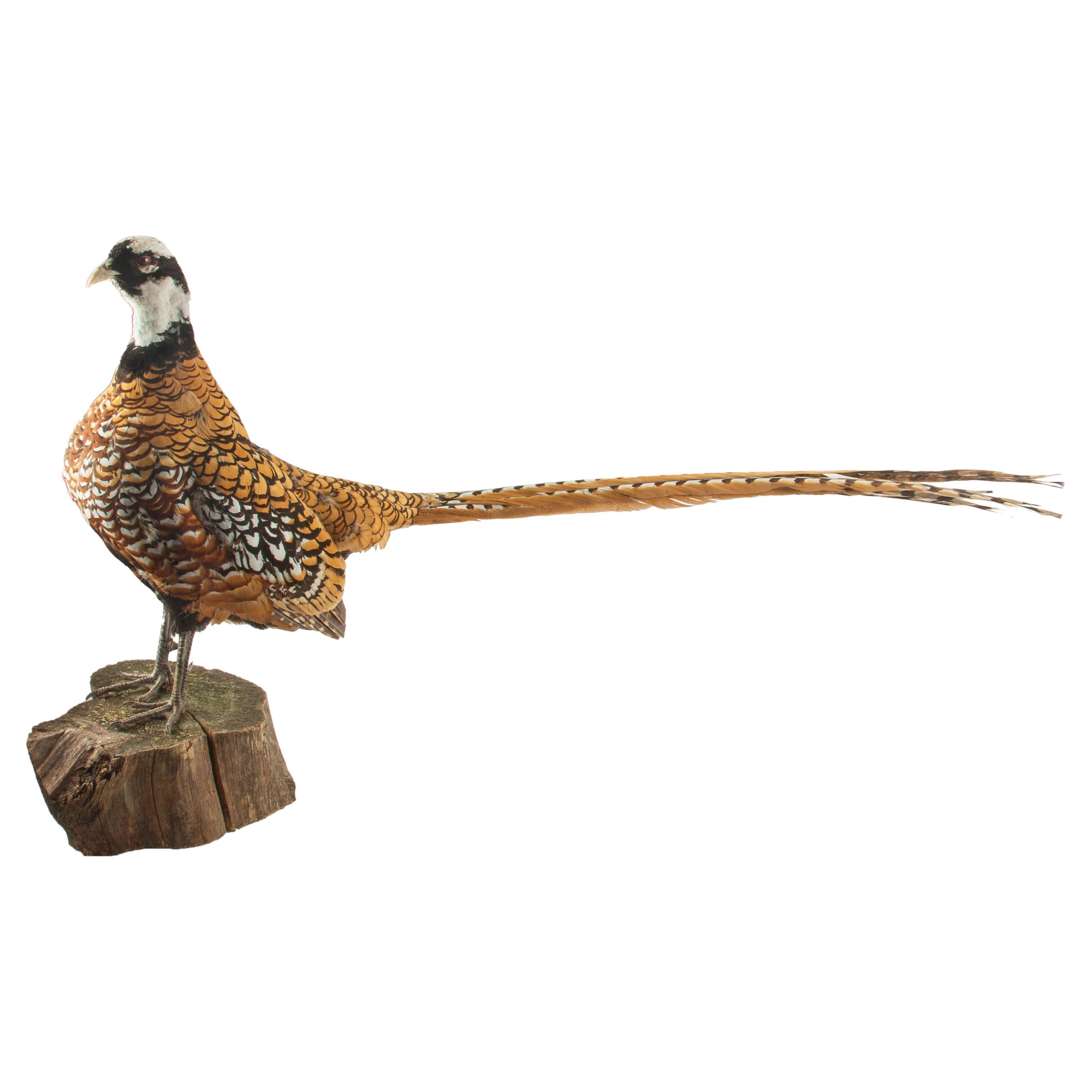 Reeves Pheasant Taxidermy Specimen — Syrmaticus reevesii