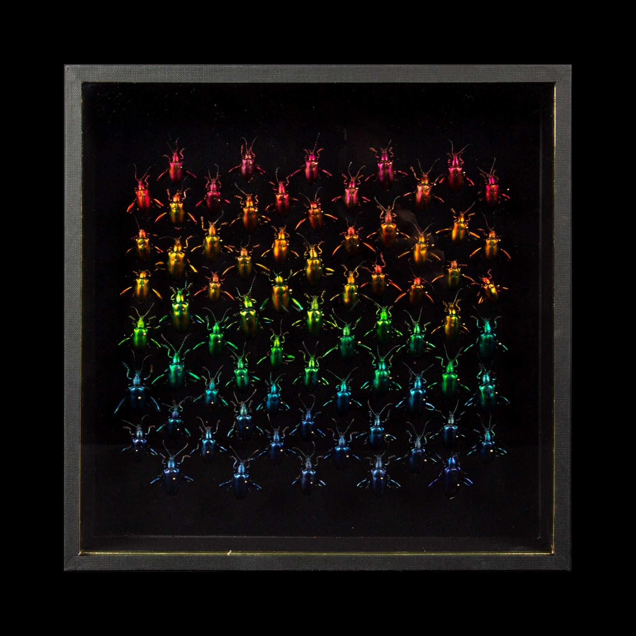 Canvas Refractions by Hasharat  For Sale