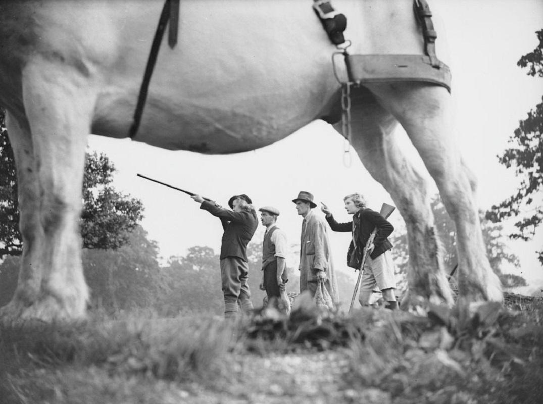 "Shooting Party" by Reg Speller

10th October 1936: A woman takes aim with her shotgun during a shooting party at Borthwicks Farm, Hatfield, Hertfordshire. The group are perfectly framed by the legs and underbelly of a farm animal.

Unframed
Paper