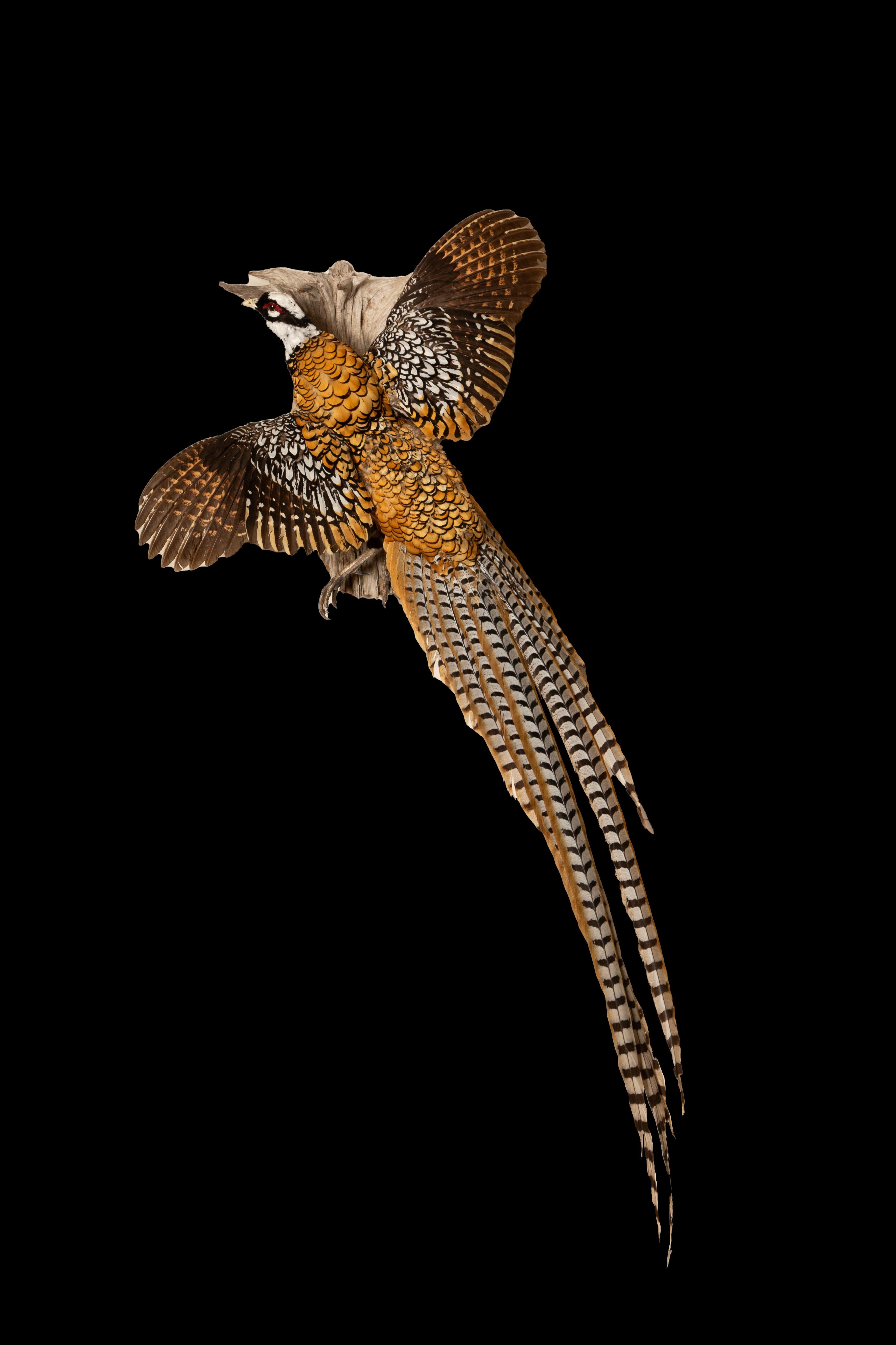  Majestätisch  Fliegender Reeves-Fasan (Syrmaticus reevesii), ein atemberaubendes, in China beheimatetes Vogelexemplar, das sorgfältig konserviert wurde, um seine komplizierte Schönheit und bemerkenswerte Geschichte zu erfassen. Dieser große Fasan,