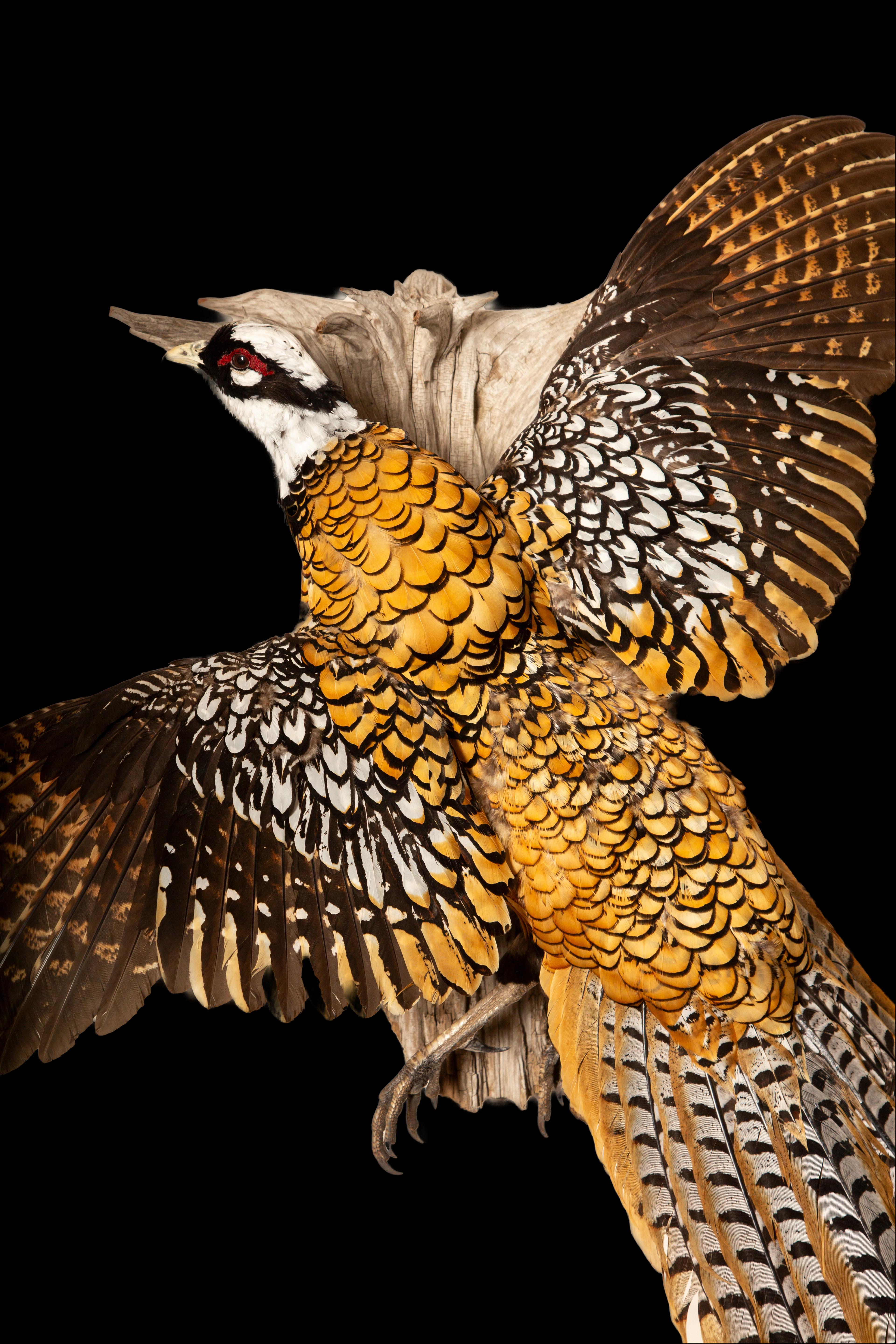 American Regal Elegance: The Reeves's Pheasant - A Flying Taxidermy Masterpiece For Sale