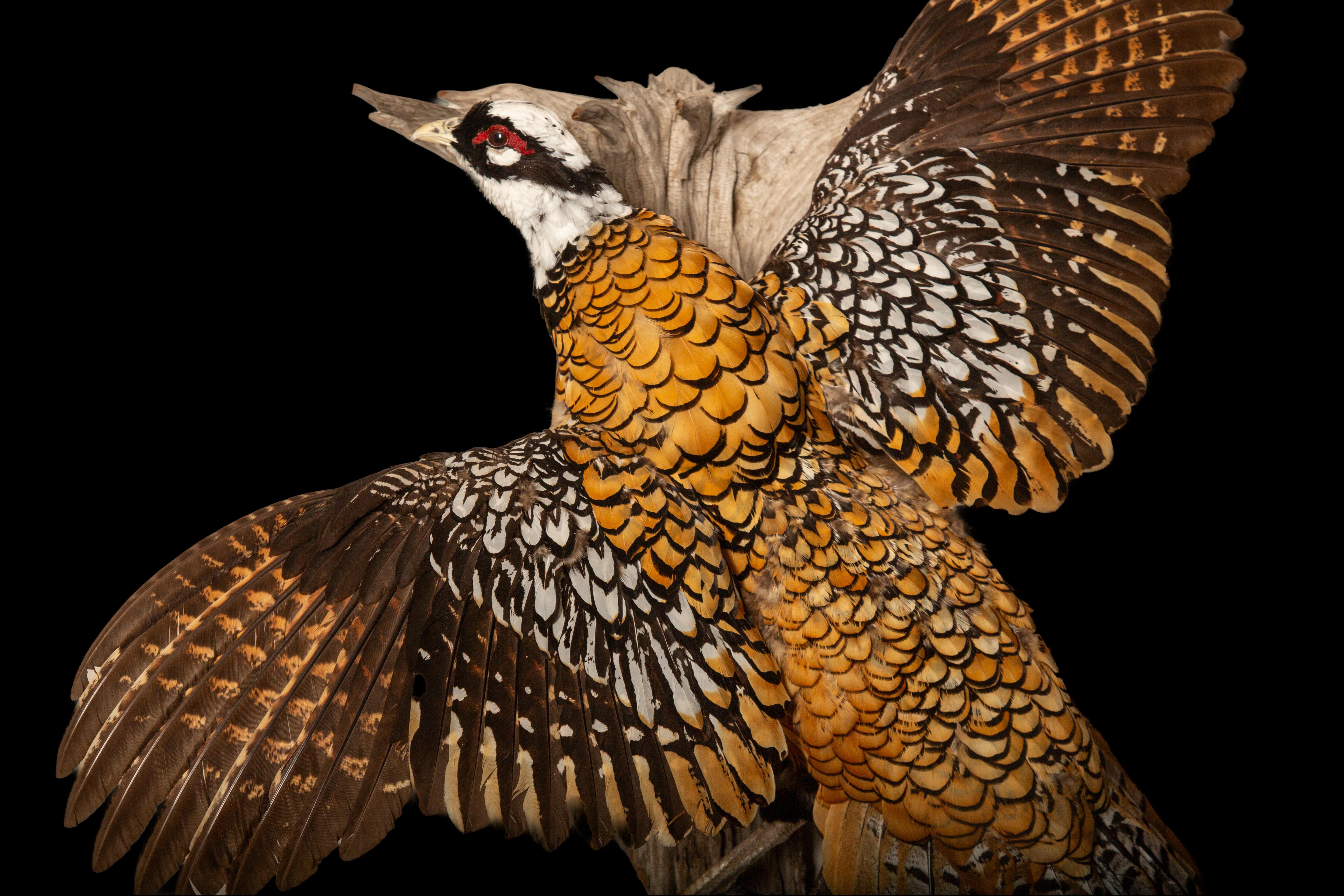 Elegance royale : The Reeves's Pheasant - Un chef-d'œuvre de taxidermie volante Neuf - En vente à New York, NY
