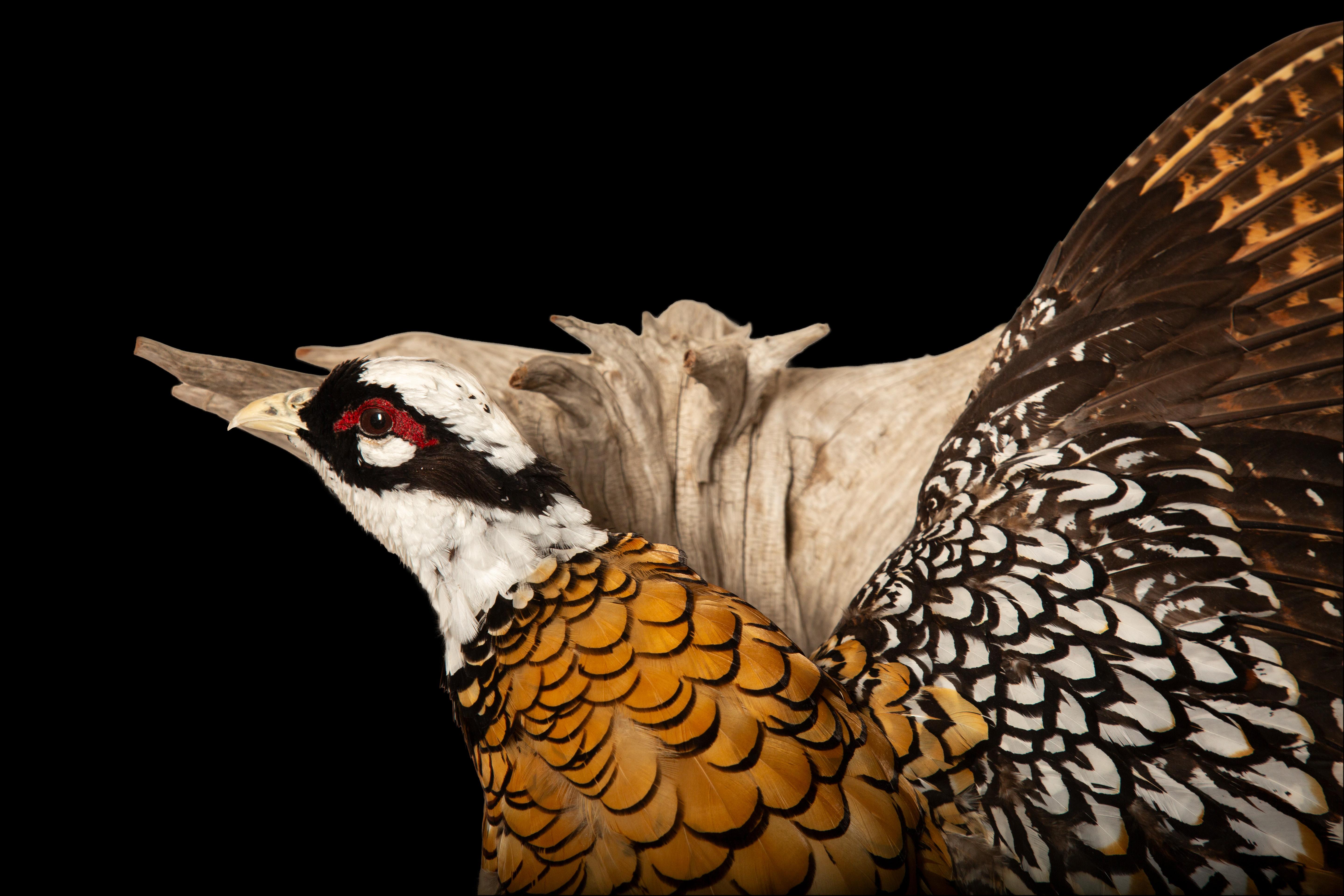 Contemporary Regal Elegance: The Reeves's Pheasant - A Flying Taxidermy Masterpiece For Sale
