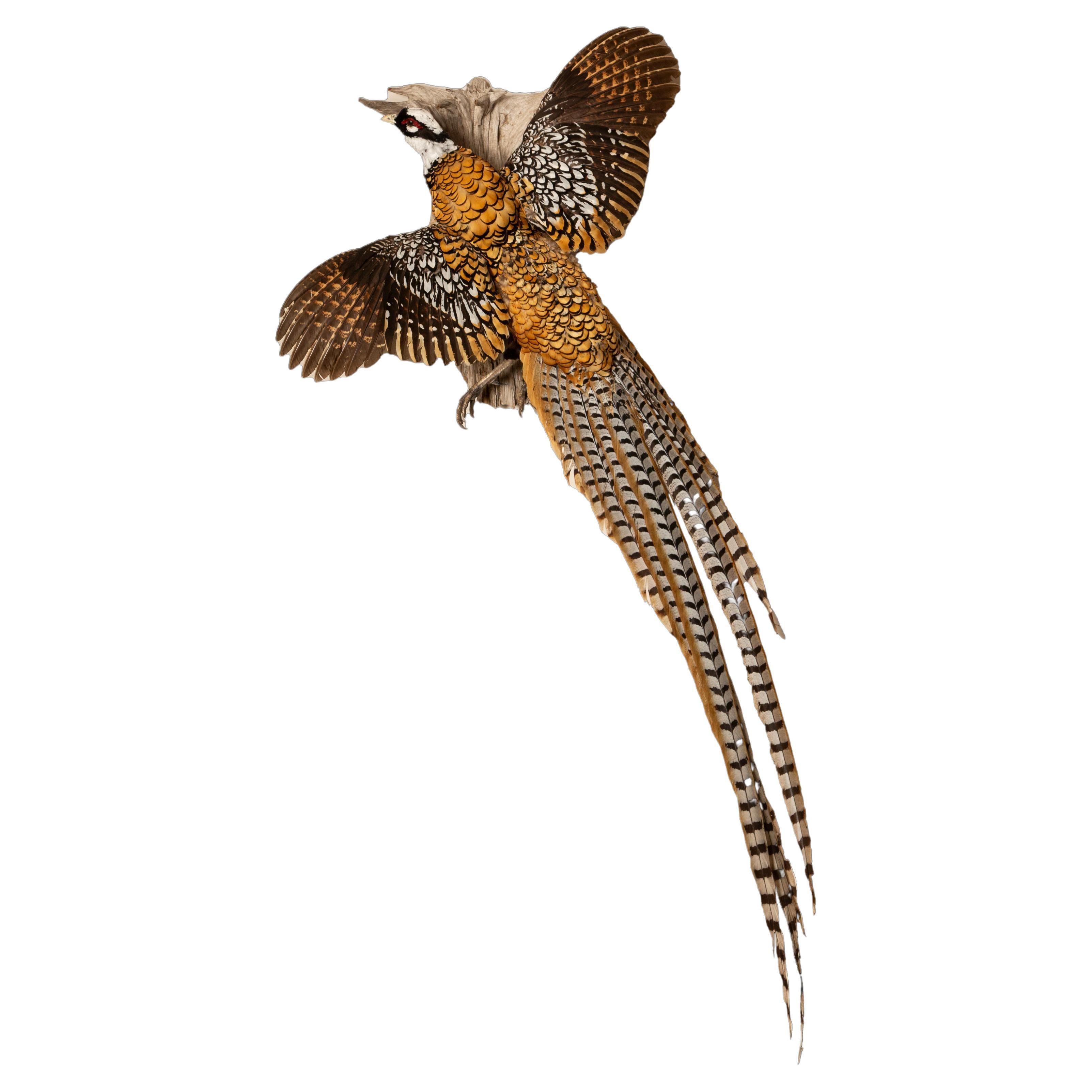 Regal Elegance: The Reeves's's Pheasant – Ein fliegendes Meisterwerk der Taxidermie