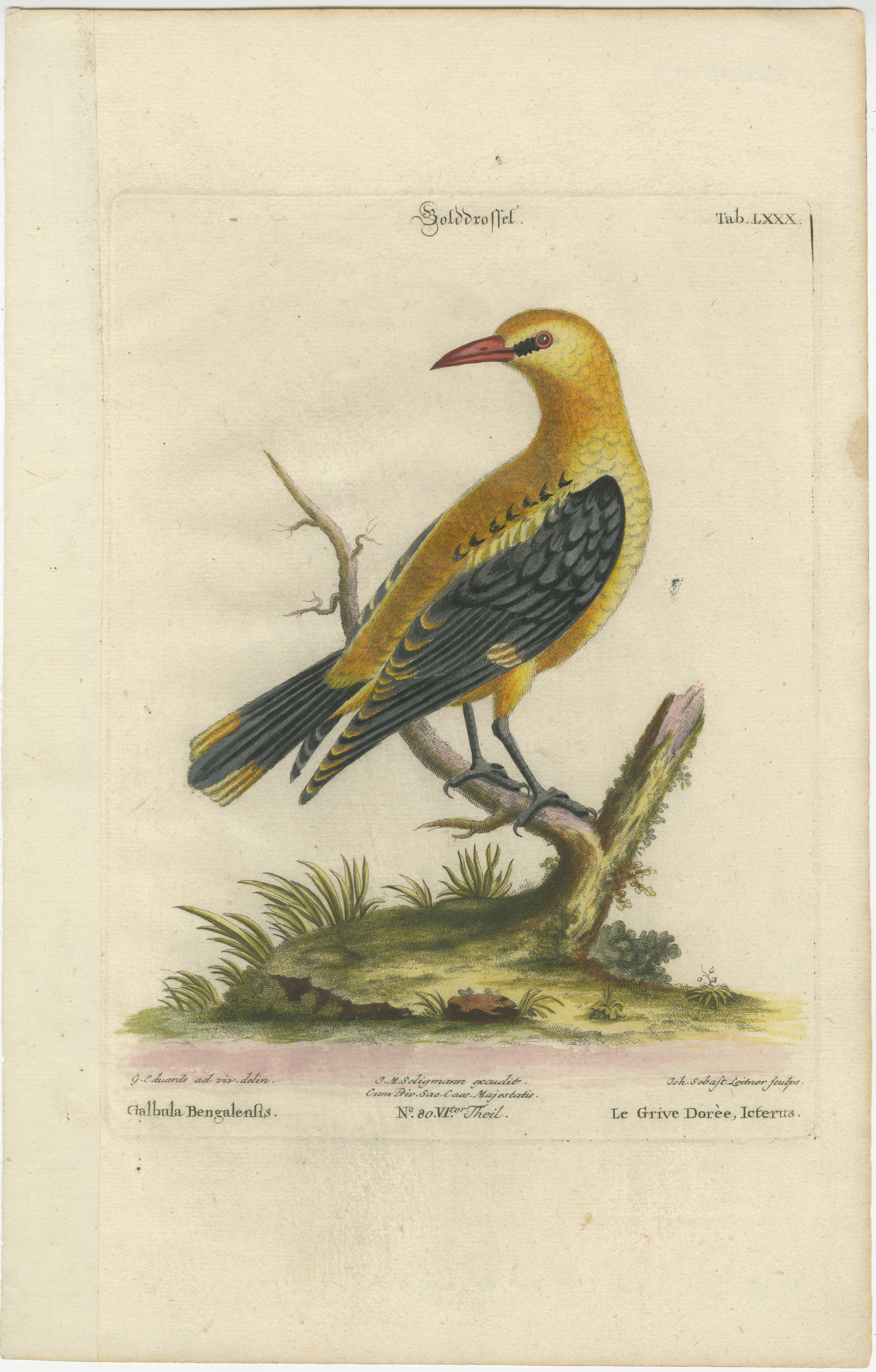 This original antique hand-colored engraving by Johann Michael Seligmann is a representation of the Golden Thrush, derived from George Edwards' 