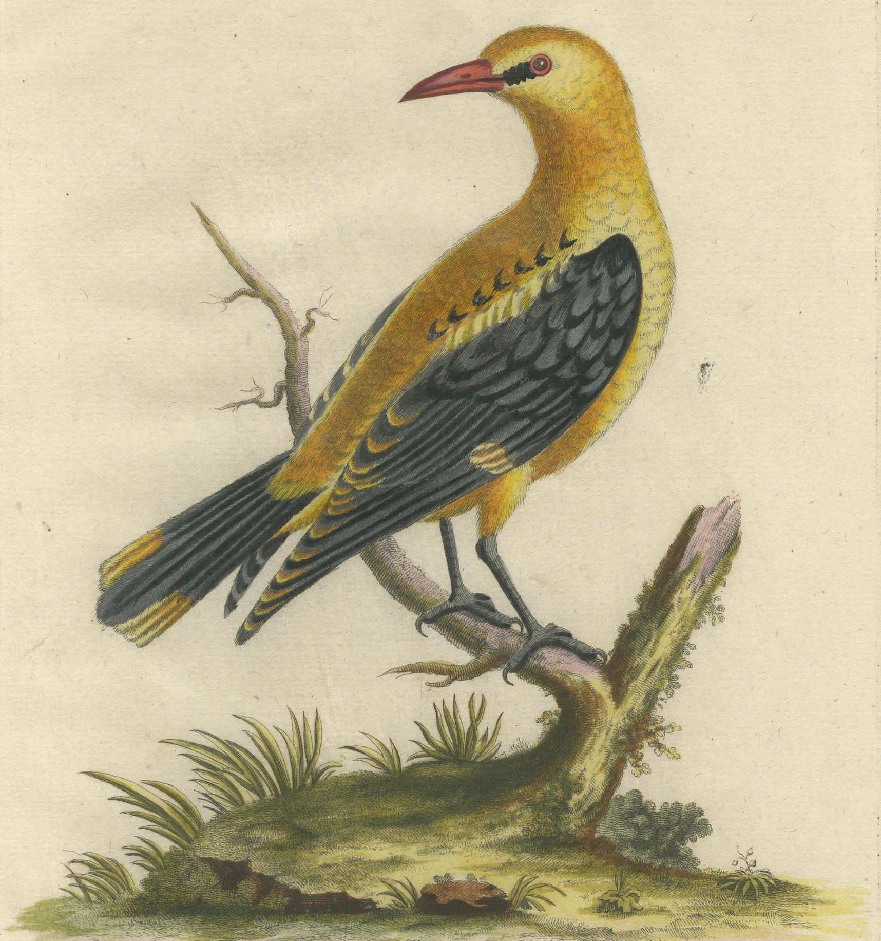 Regal Golden Thrush Perched, 18th Century Seligmann's Rare Bird Series, 1749 In Good Condition For Sale In Langweer, NL