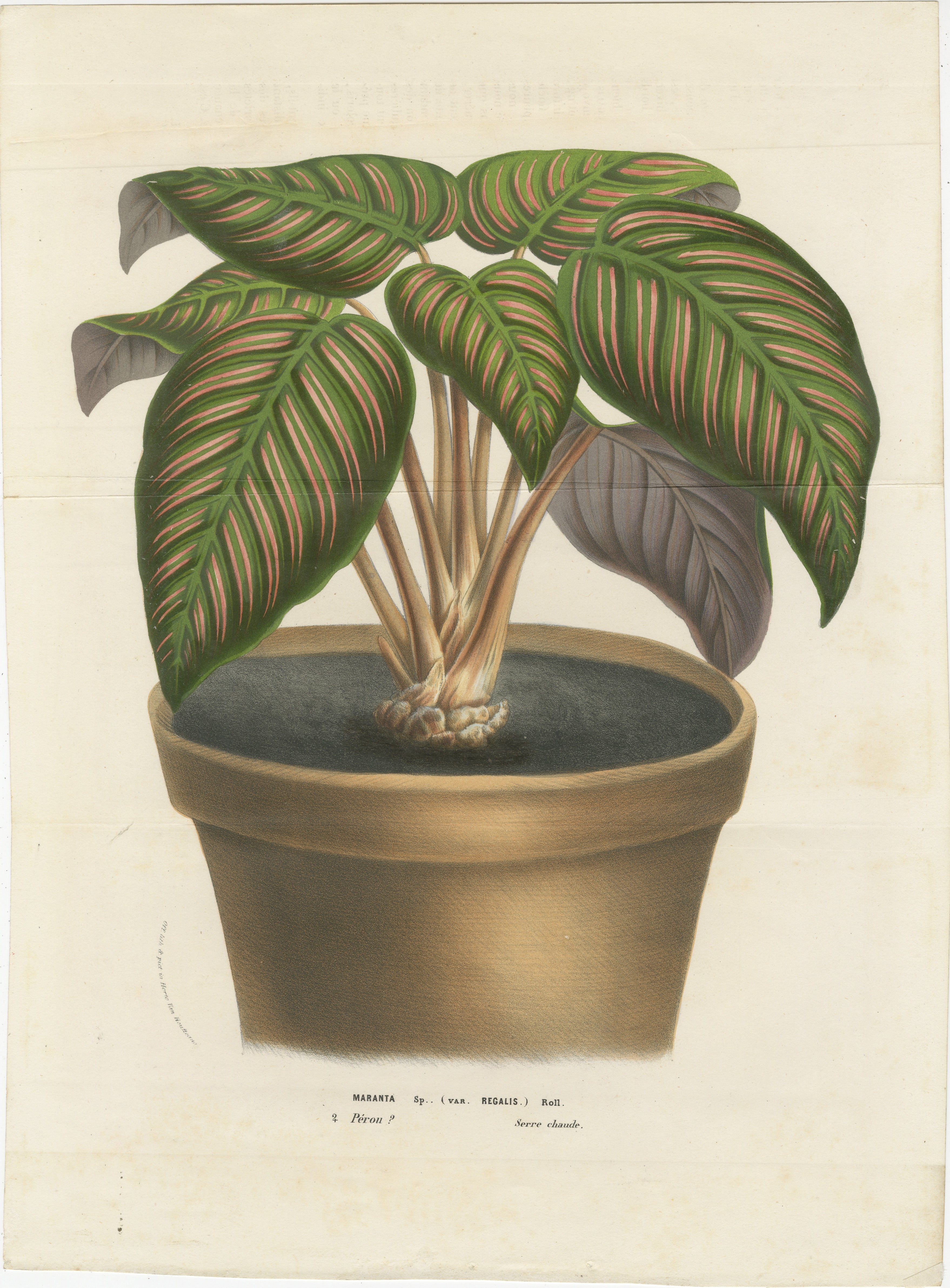 Maranta Regalis: A Hand-Colored Lithograph from Louis van Houtte's Flore des Serres et des Jardins de l'Europe (1854-1855)

This hand-colored lithograph, created between 1854 and 1855, is an exquisite representation of the Maranta plant,