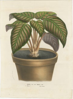 Regal Prayer Plant: Hand-Colored Lithograph by Louis van Houtte, 1855