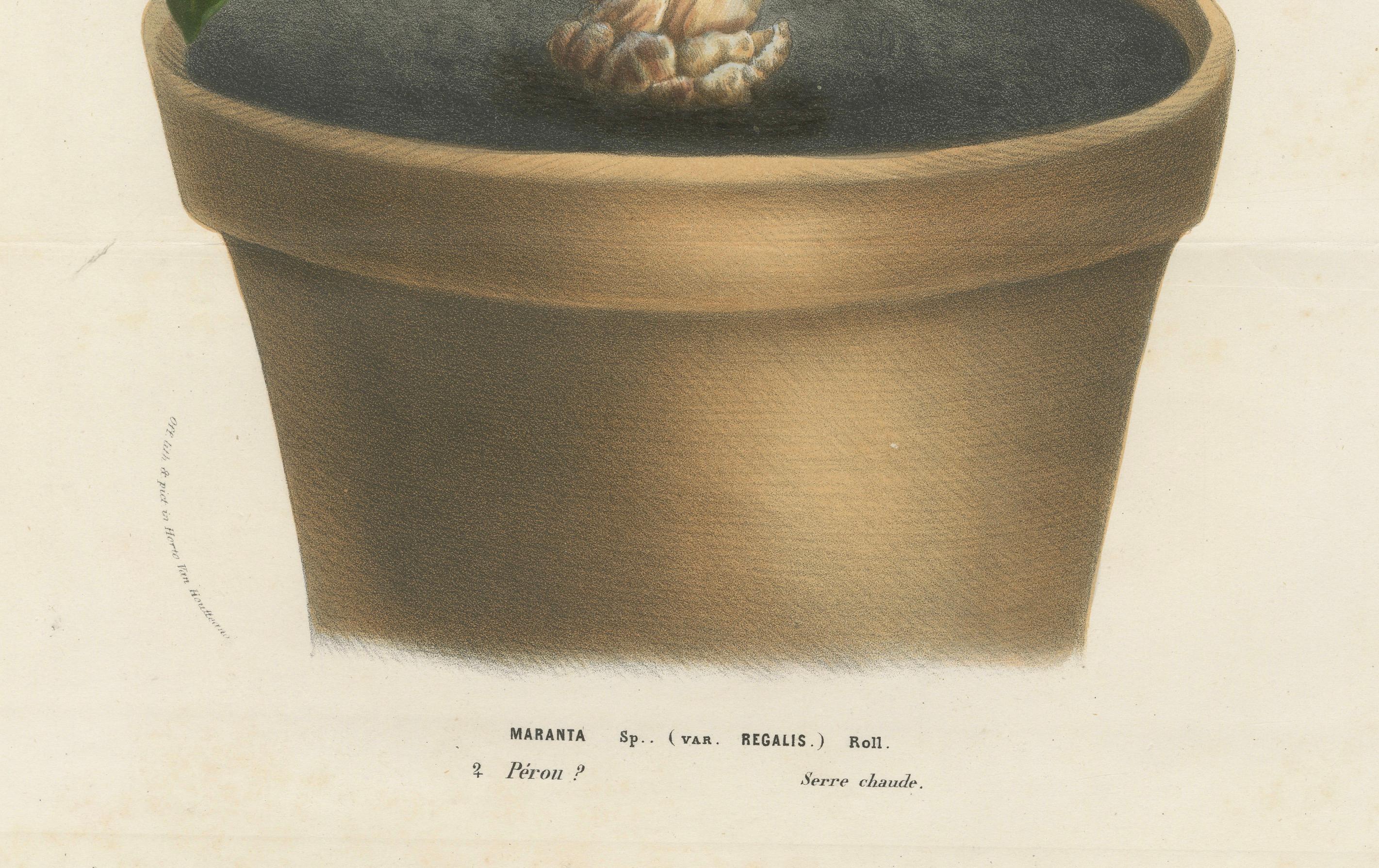 Regal Prayer Plant: Hand-Colored Lithograph by Louis van Houtte, 1855 In Good Condition For Sale In Langweer, NL