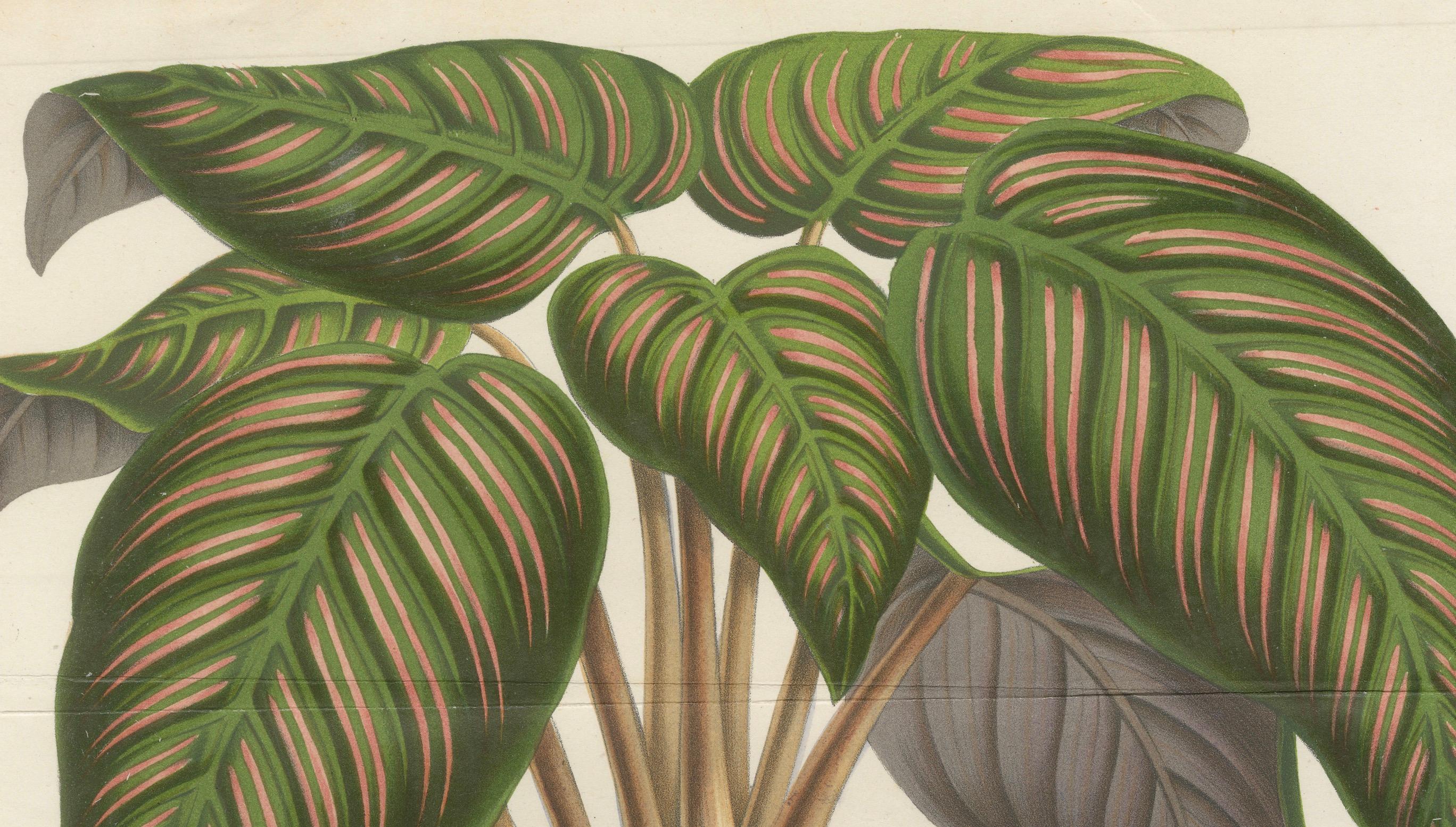 Mid-19th Century Regal Prayer Plant: Hand-Colored Lithograph by Louis van Houtte, 1855 For Sale