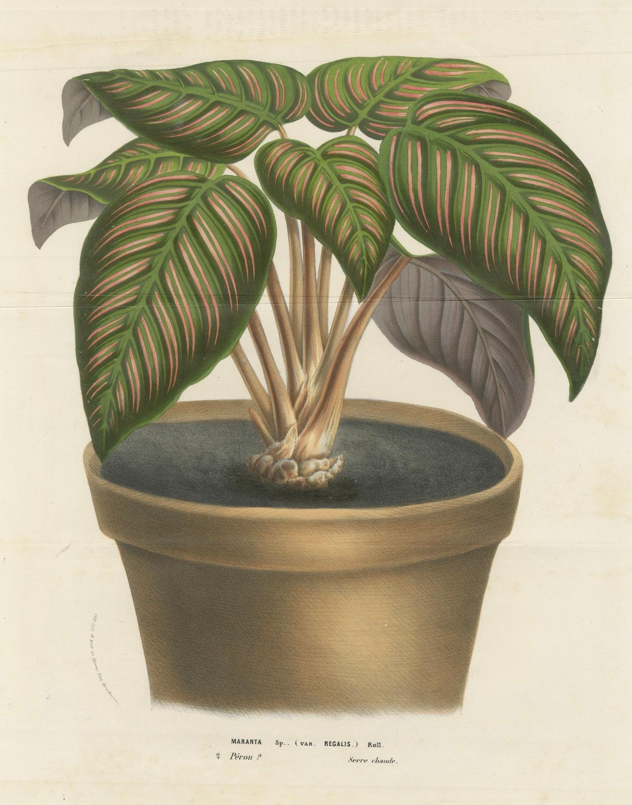 Paper Regal Prayer Plant: Hand-Colored Lithograph by Louis van Houtte, 1855 For Sale