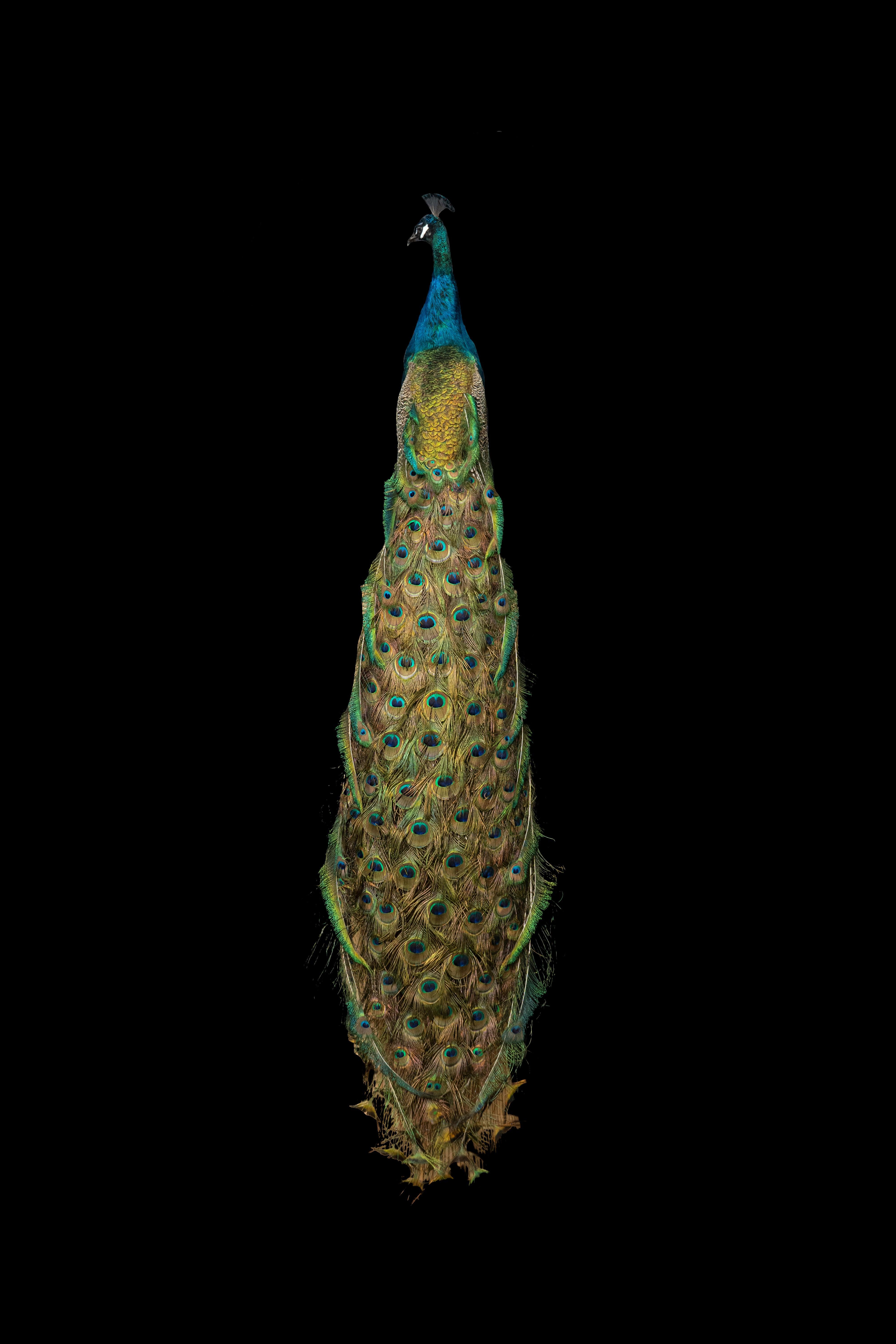 Esta impresionante montura de taxidermia de pavo real azul de la India, que muestra su característico plumaje azul y verde iridiscente, es un testimonio del arte de la naturaleza. Los vibrantes tonos metálicos del cuello y el pecho transicionan a la