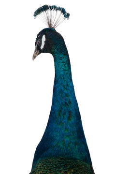 Regal Splendor: Indian Blue Peacock Taxidermy Masterpiece