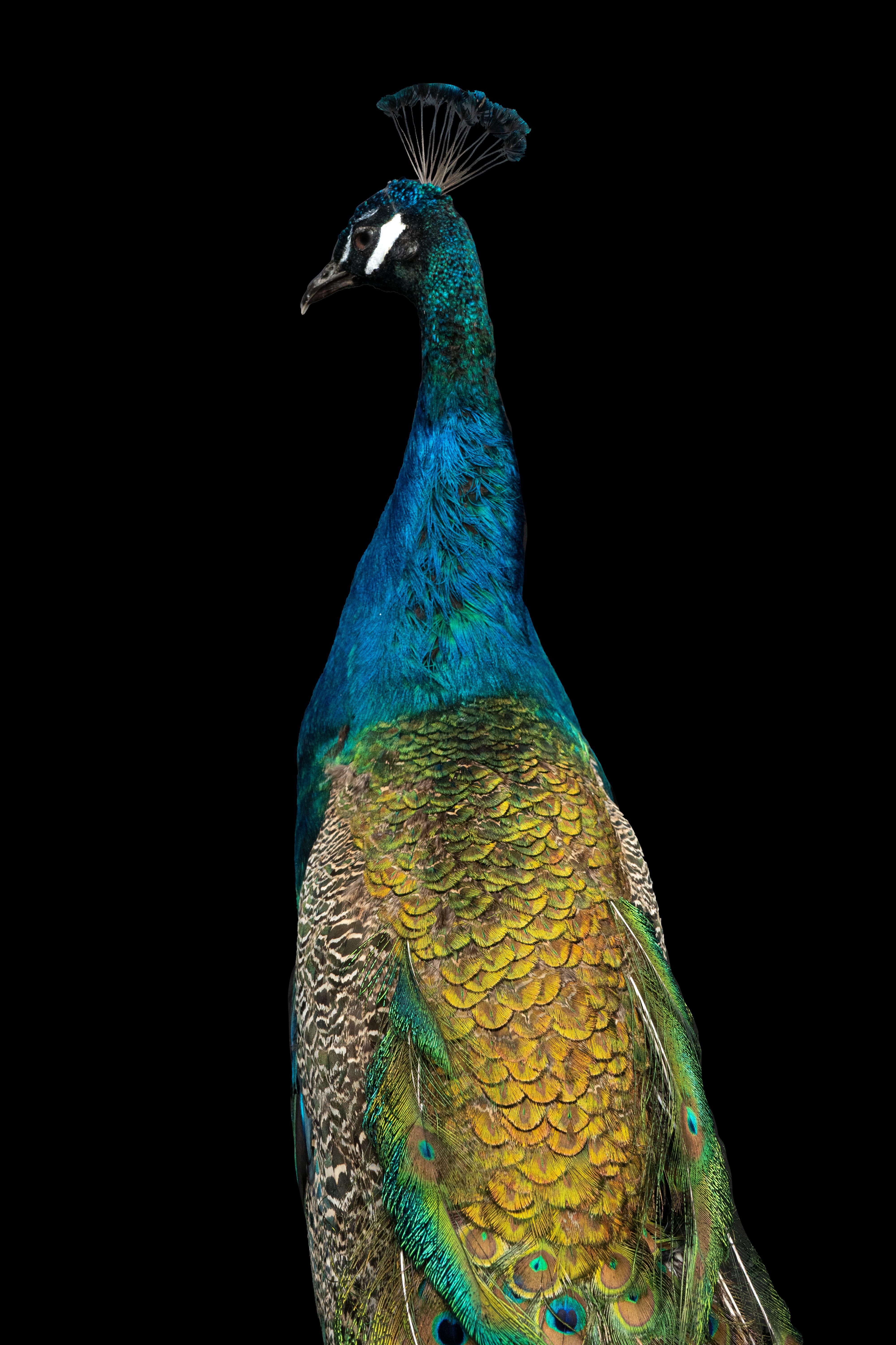 Esplendor regio: Obra maestra de la taxidermia del pavo real azul de la India Angloindio en venta