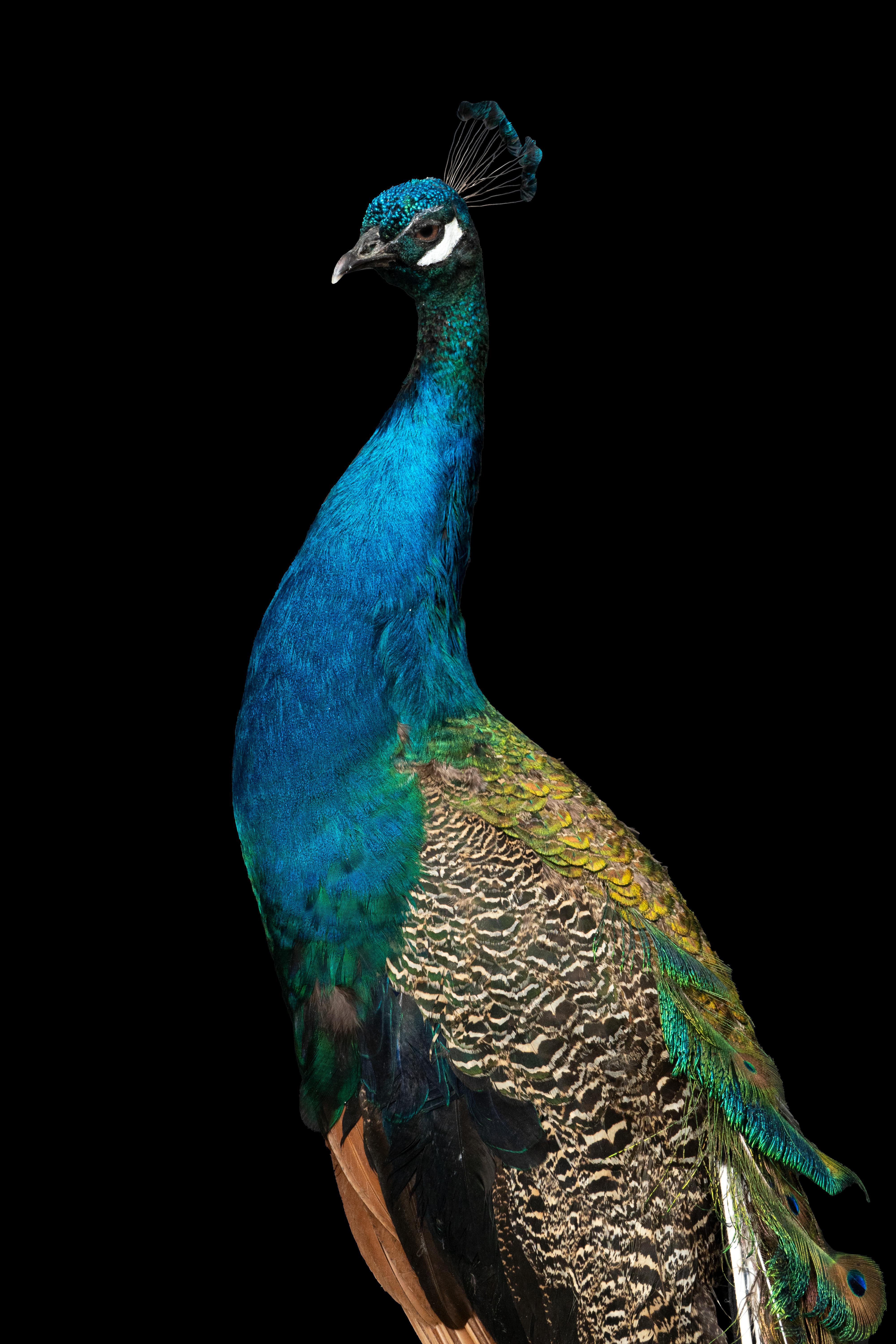 Esplendor regio: Obra maestra de la taxidermia del pavo real azul de la India en Excelente estado para la venta en New York, NY