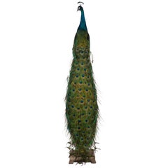 Regal Splendor: Indian Blue Peacock Taxidermy Masterpiece