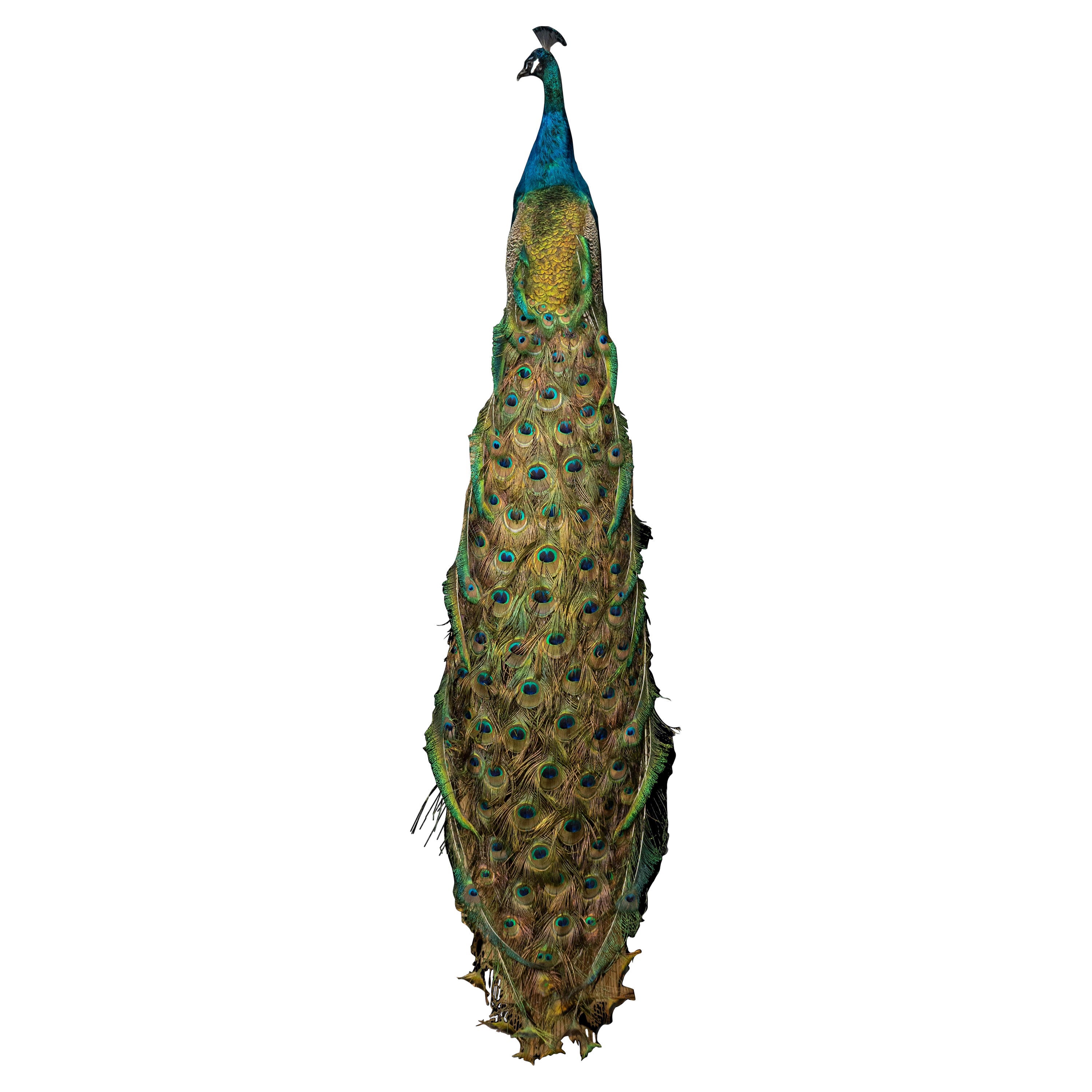 Esplendor regio: Obra maestra de la taxidermia del pavo real azul de la India