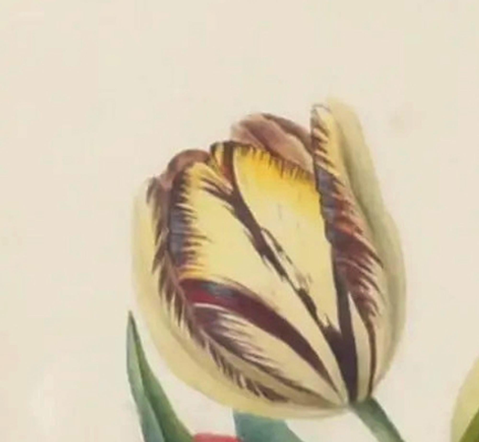 Britisches botanisches Aquarell aus Tulpen (19. Jahrhundert) im Angebot
