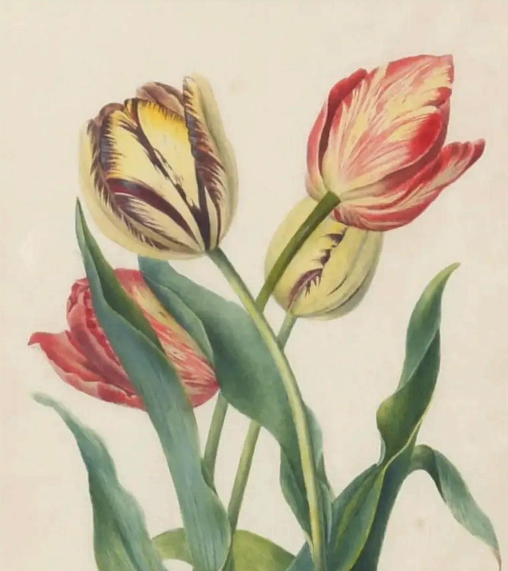 Britisches botanisches Aquarell aus Tulpen (Papier) im Angebot