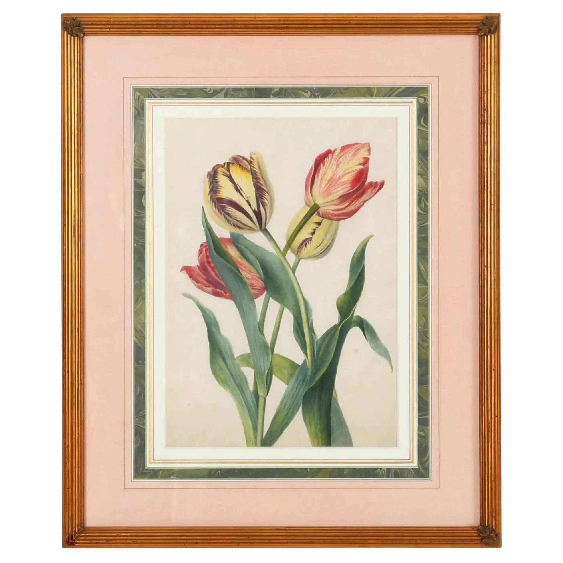 Britisches botanisches Aquarell aus Tulpen