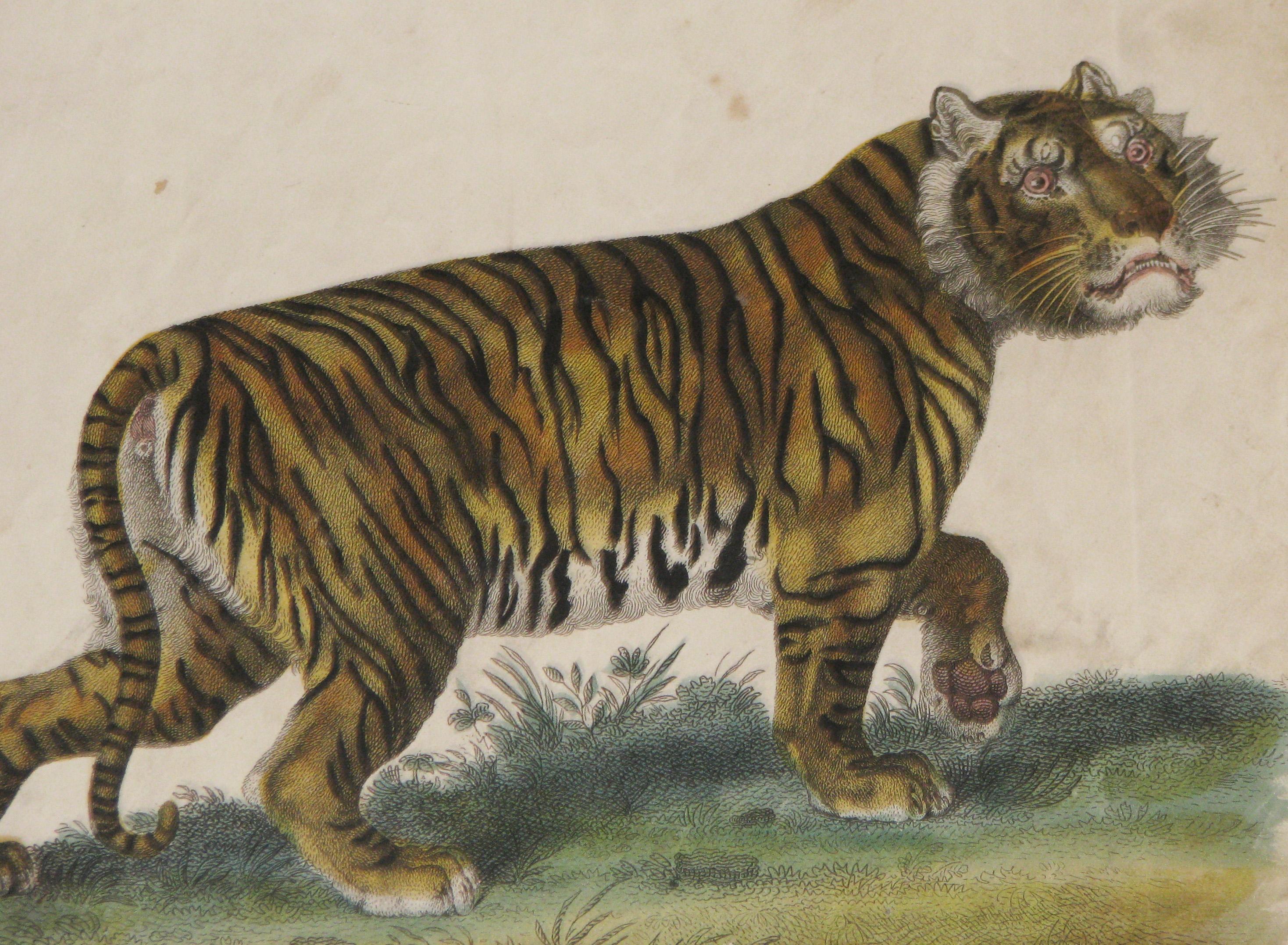A Regency period copper plate engraving of a Tiger by William Darton.
Encribed 'The Tiger' and published in London, William Darton, 38 Holborn Hill, August 29th, 1821.
Retaining the original hand color.
Presented in a bespoke hand painted and