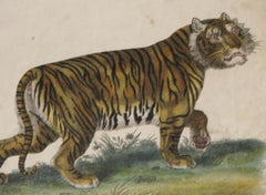 Regency Early 19th Century Copper Plate Engraving of a Tiger