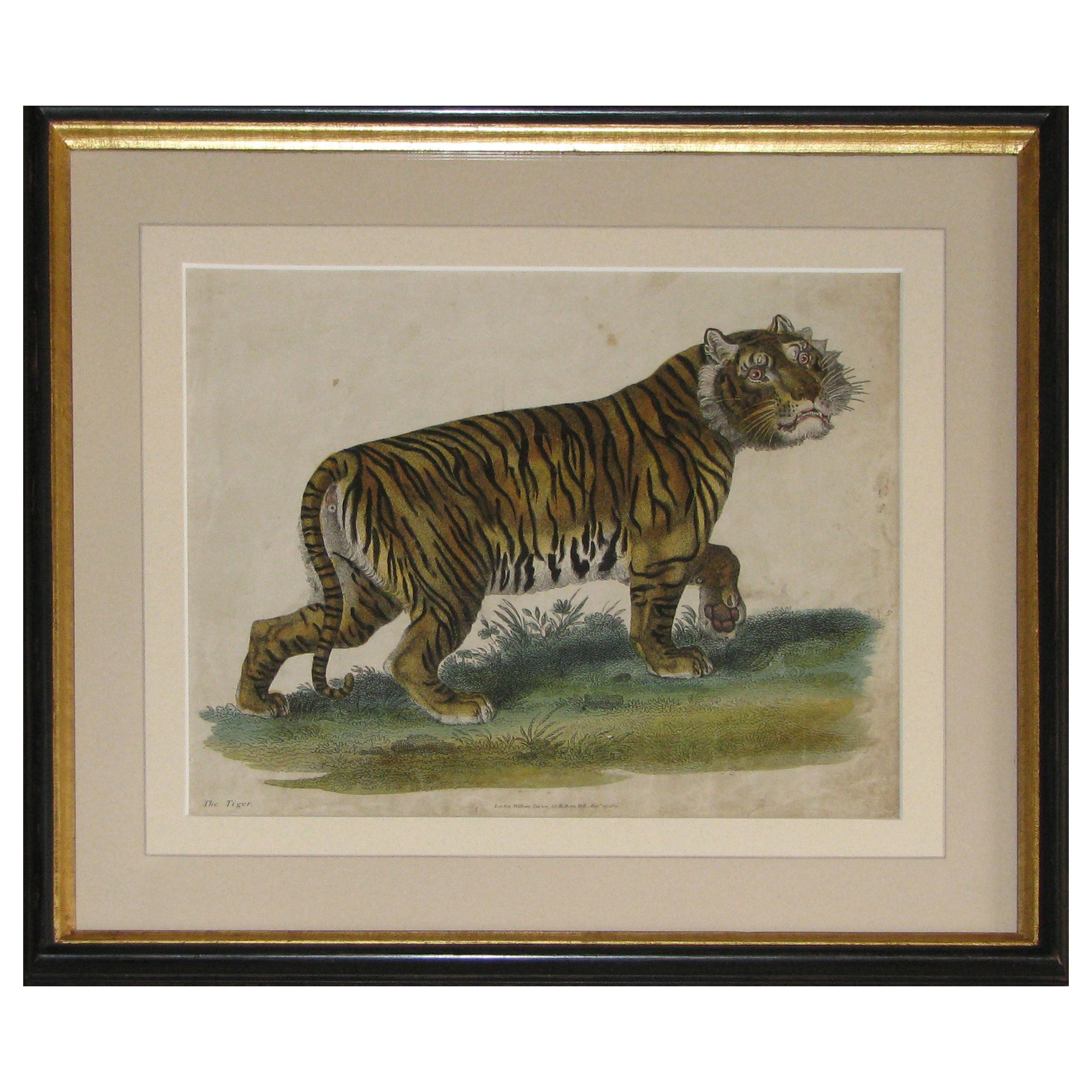 Regency Early 19th Century Copper Plate Engraving of a Tiger For Sale