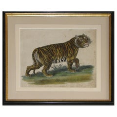 Regency Early 19th Century Copper Plate Engraving of a Tiger