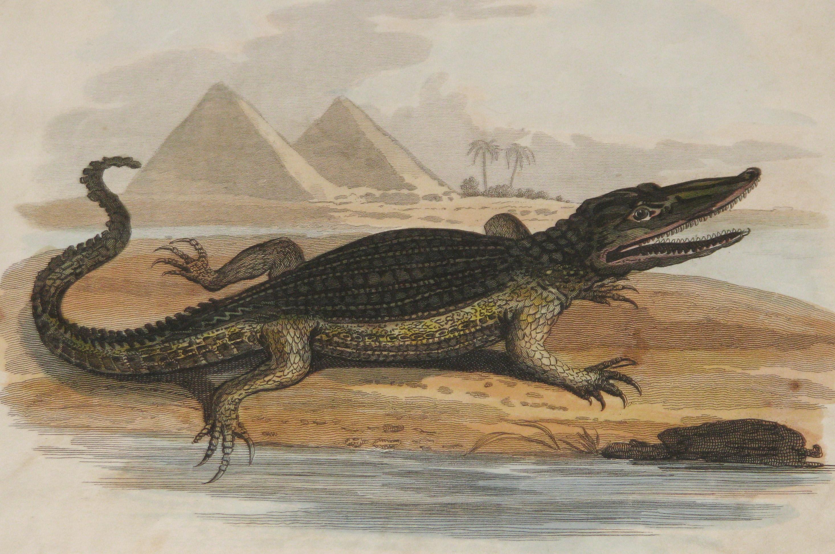A Regency period copper plate engraving of a Crocodile by William Darton. The Crocodile depicted clambering out of the Nile with the Pyramids in the background. Retaining the original hand color.

Presented in a bespoke hand painted and gilded