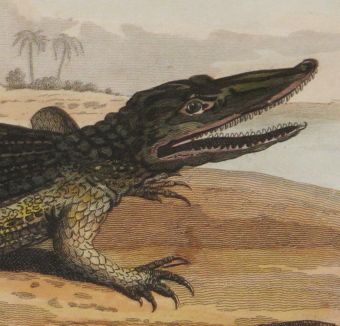 Engraved Regency Early 19th Century Copper Plate Engraving of a Crocodile For Sale