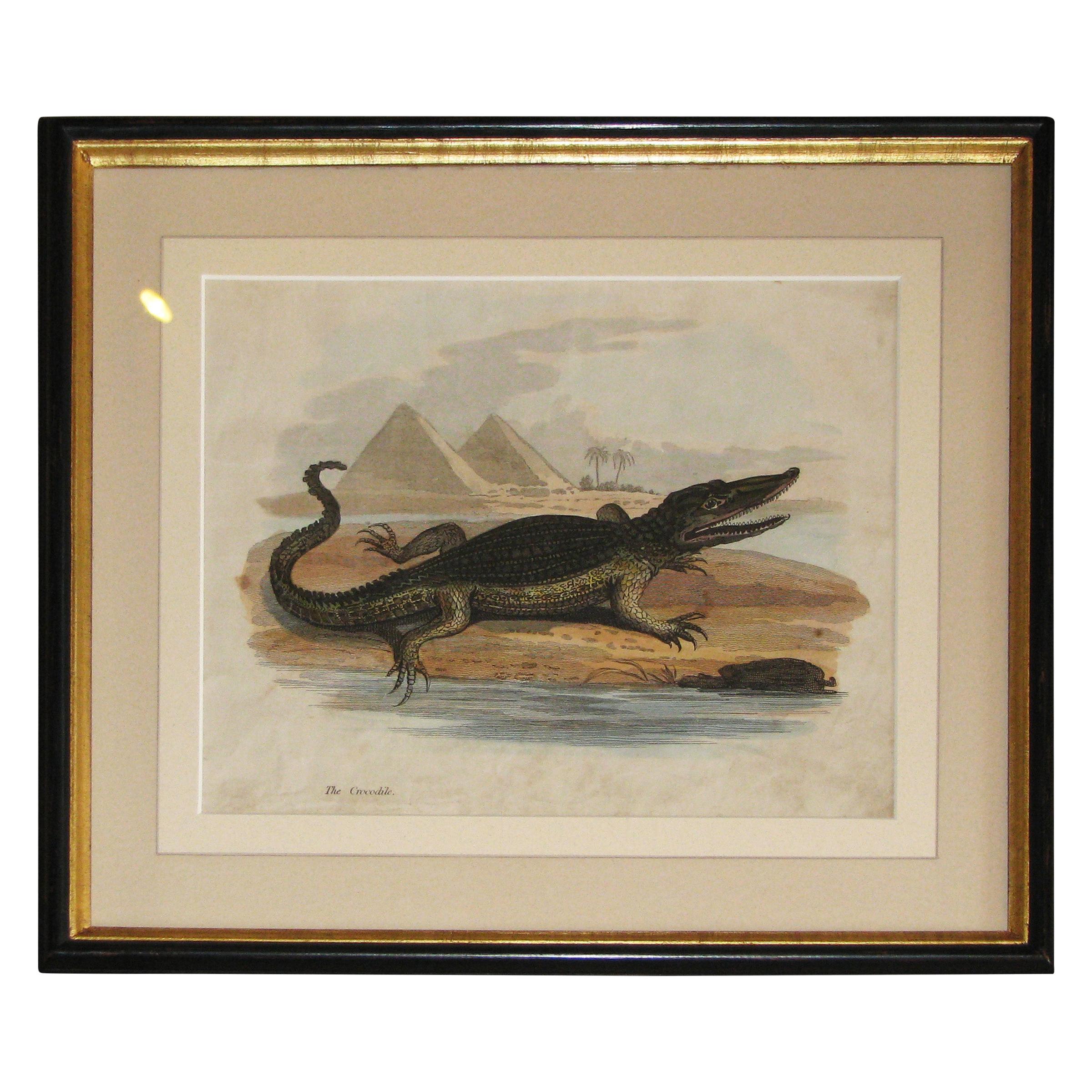 Regency Early 19th Century Copper Plate Engraving of a Crocodile For Sale