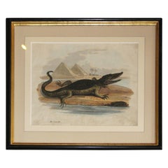 Regency Early 19th Century Copper Plate Engraving of a Crocodile