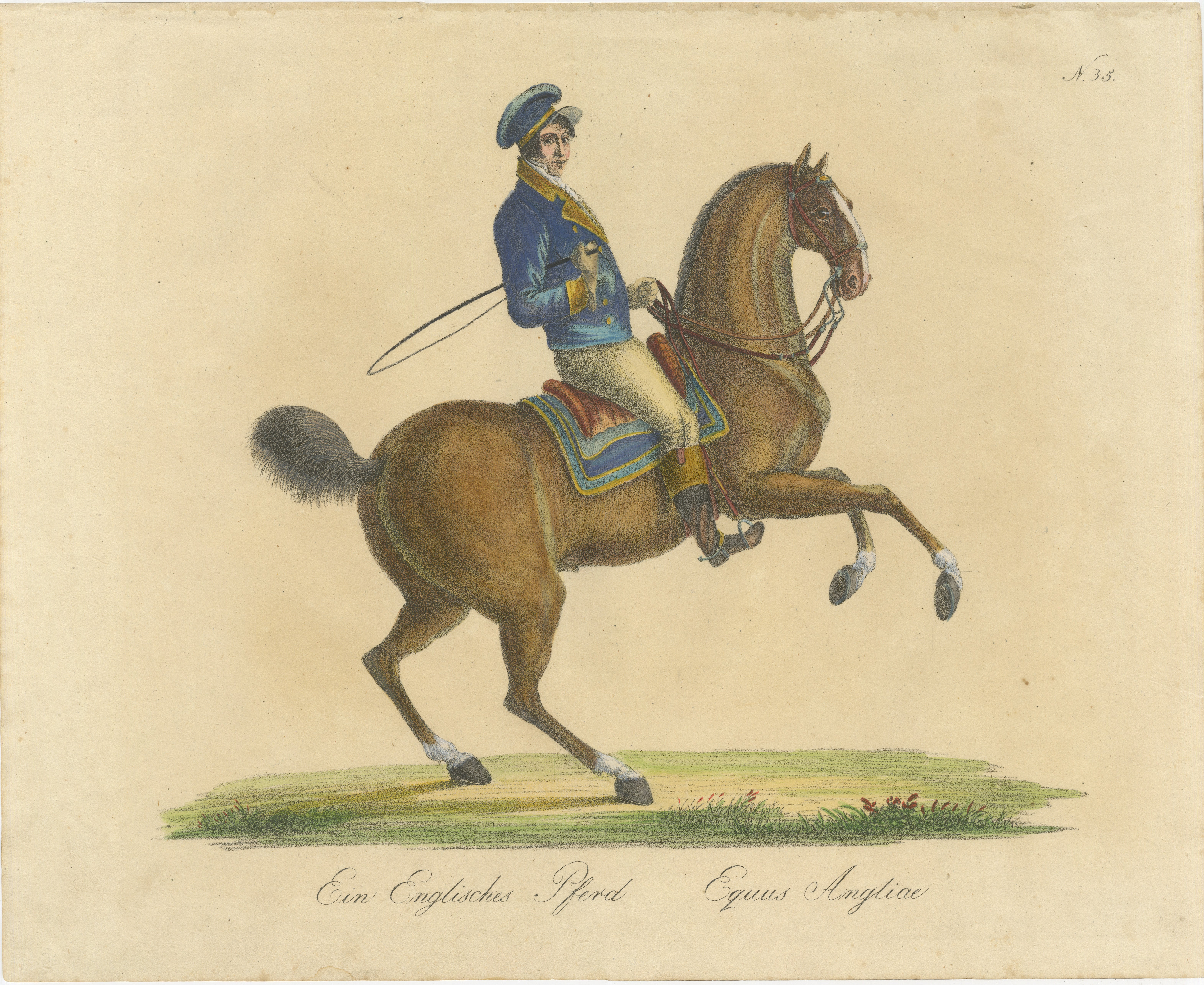 Regency English Horse Lithograph by Brodtmann, Equus Angliae, 1816