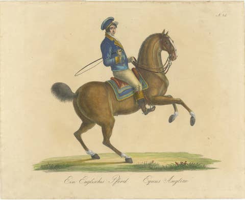 Regency English Horse Lithograph by Brodtmann, Equus Angliae, 1816