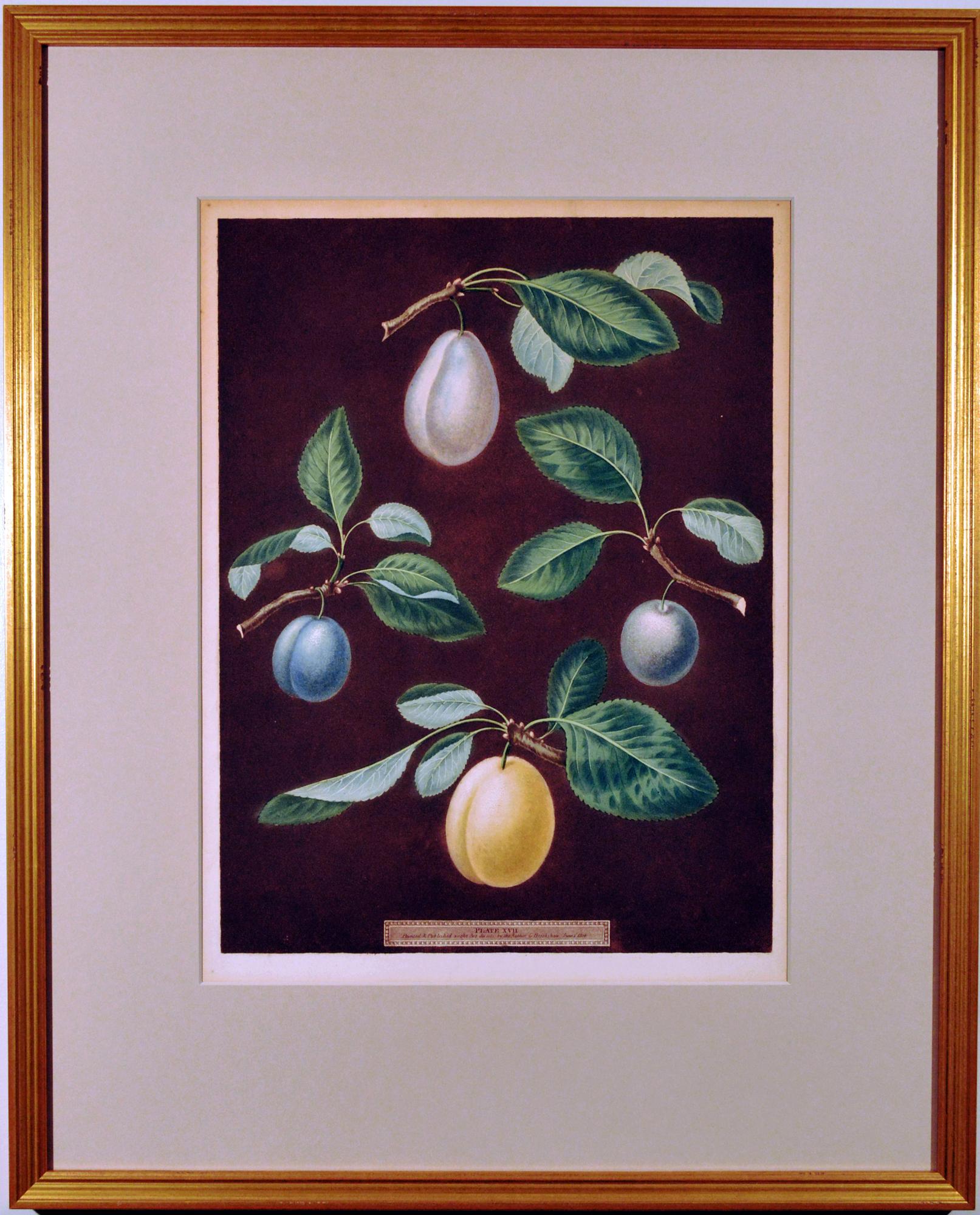Georgian Regency Opulence: Brookshaw's Plums, Plate XVII, Dated 1806 For Sale