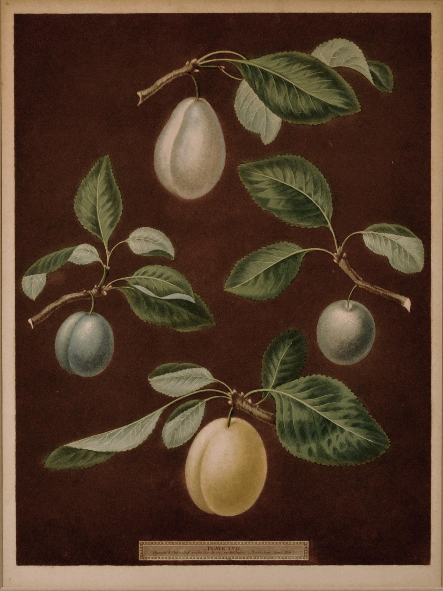 English Regency Opulence: Brookshaw's Plums, Plate XVII, Dated 1806 For Sale